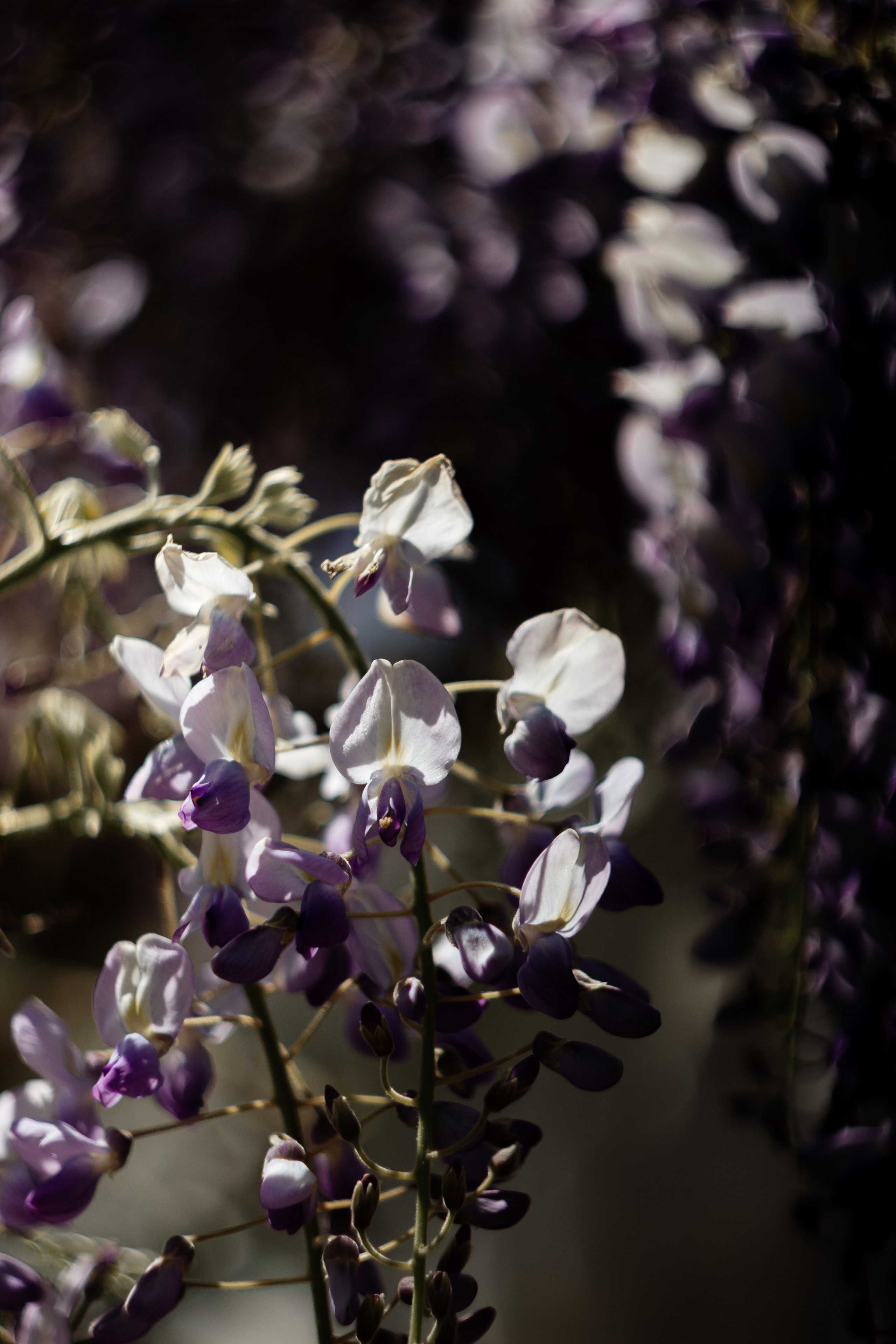 Helios. Photographer Mary Matveenko
