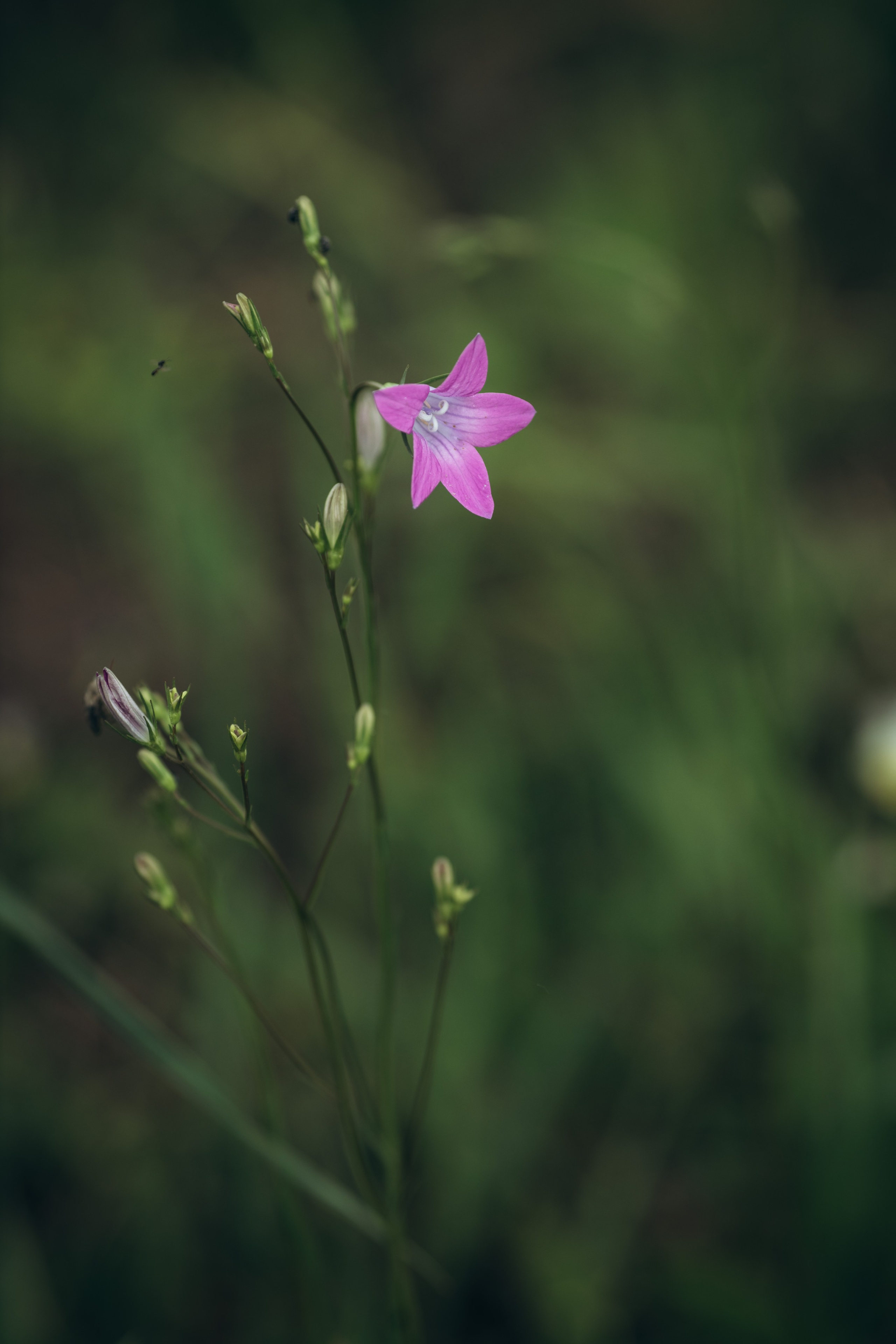 Природные пейзажи. Наталия Клевинскас портретный фотограф в Костроме