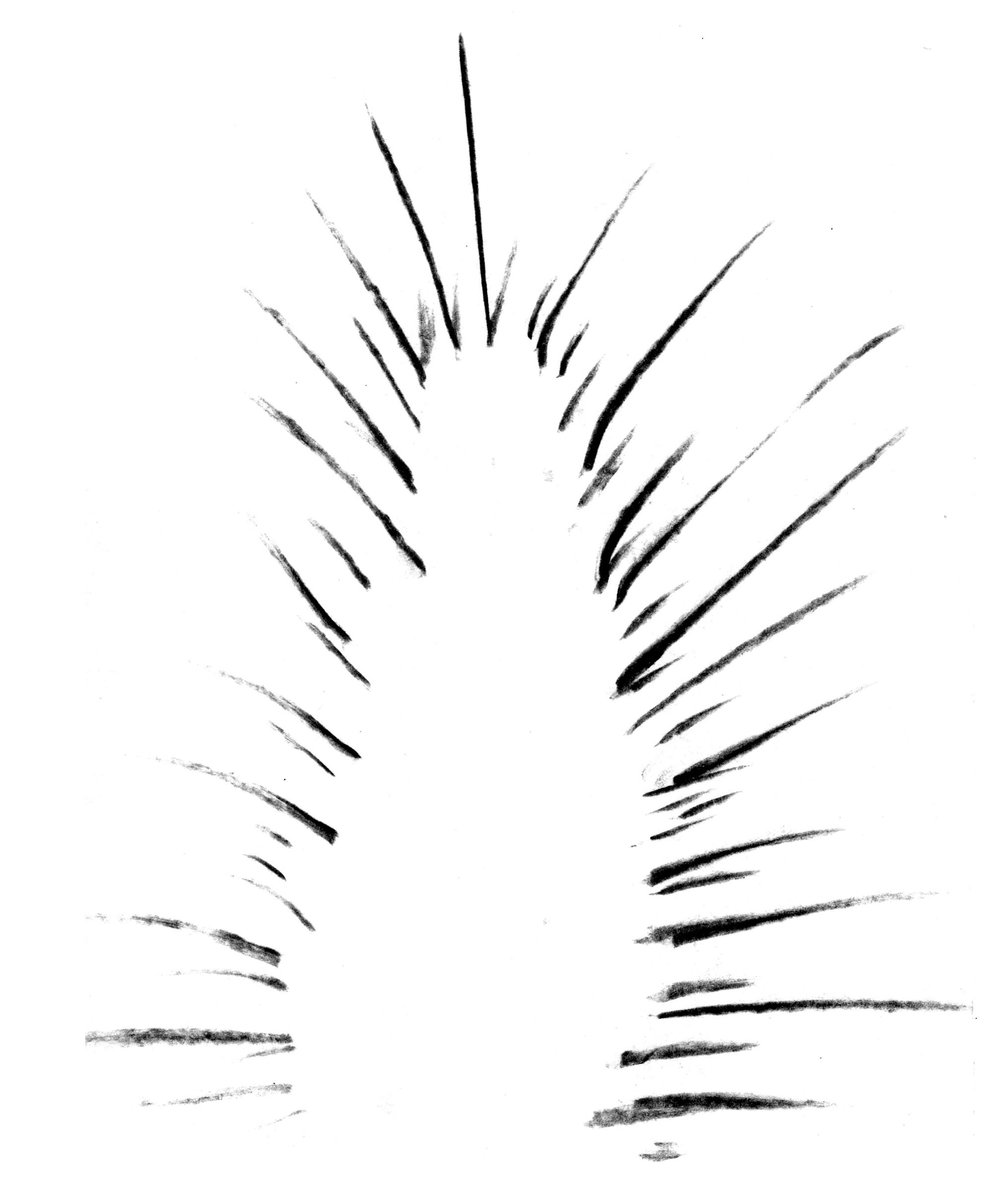 Растительные иллюстрации