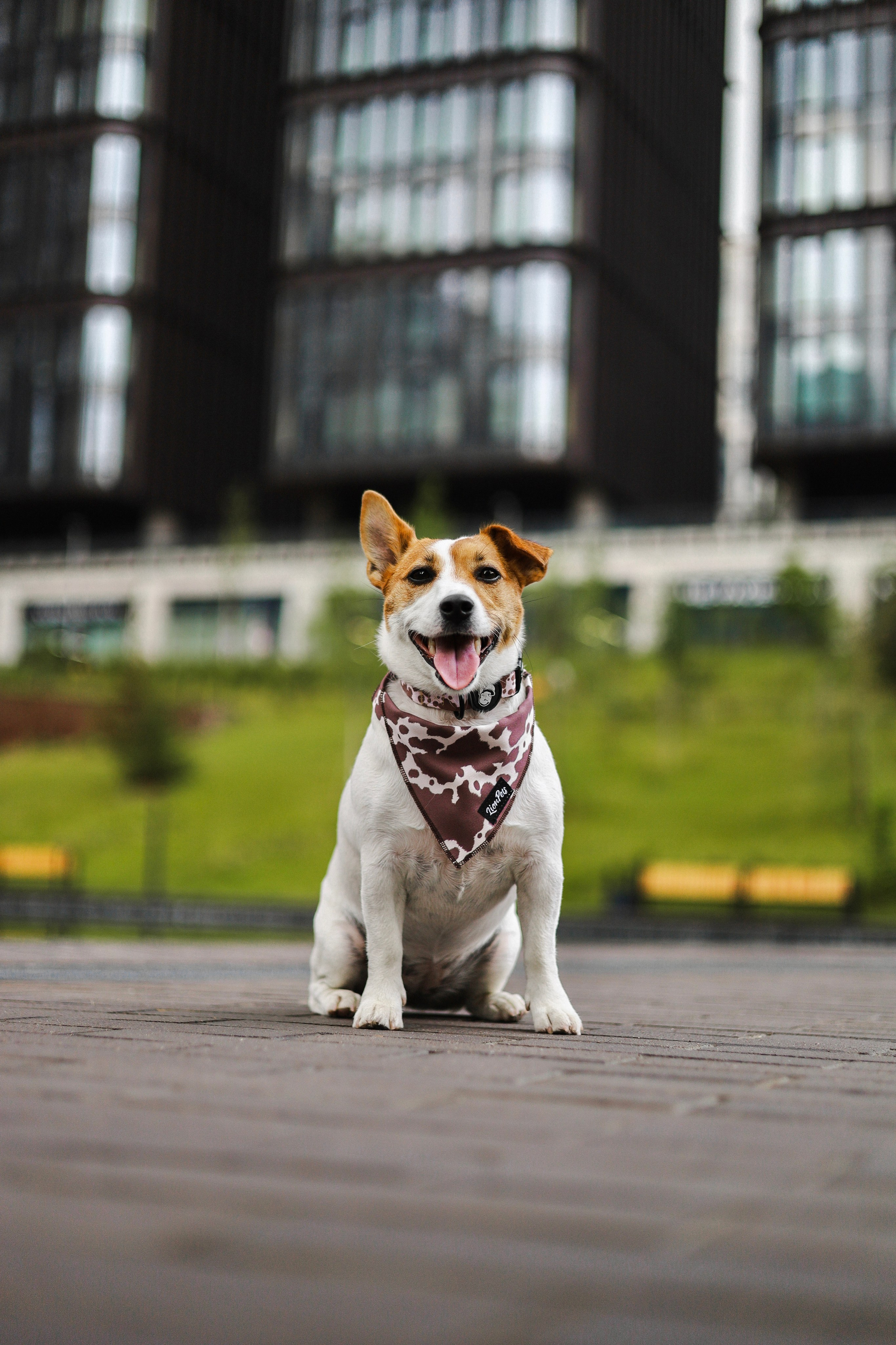 Холли и Катя. Фотограф-анималист Ксения Шевцова|Москва