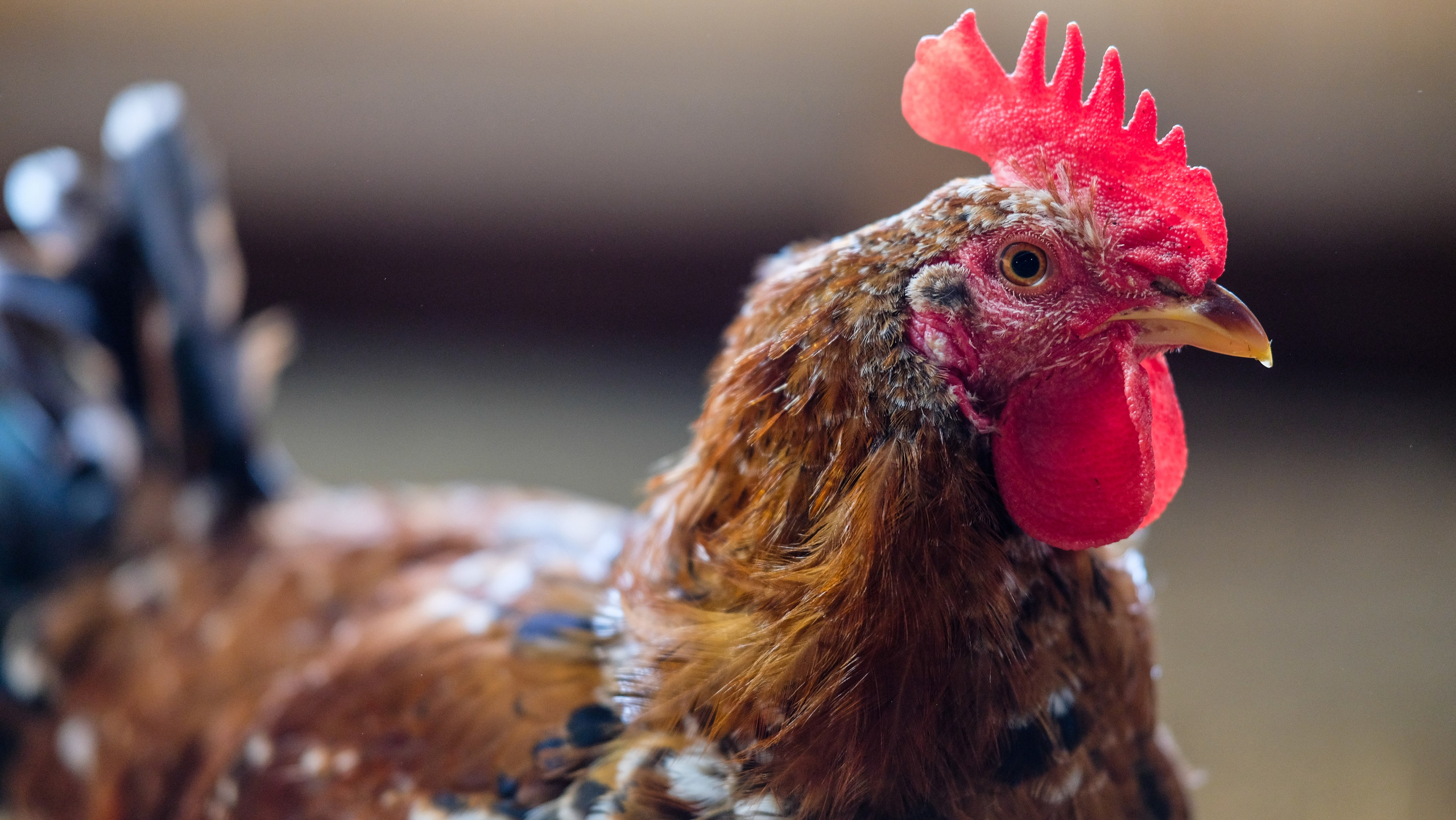 Животные и птицы. KRUTOVA_фотографирую жизнь