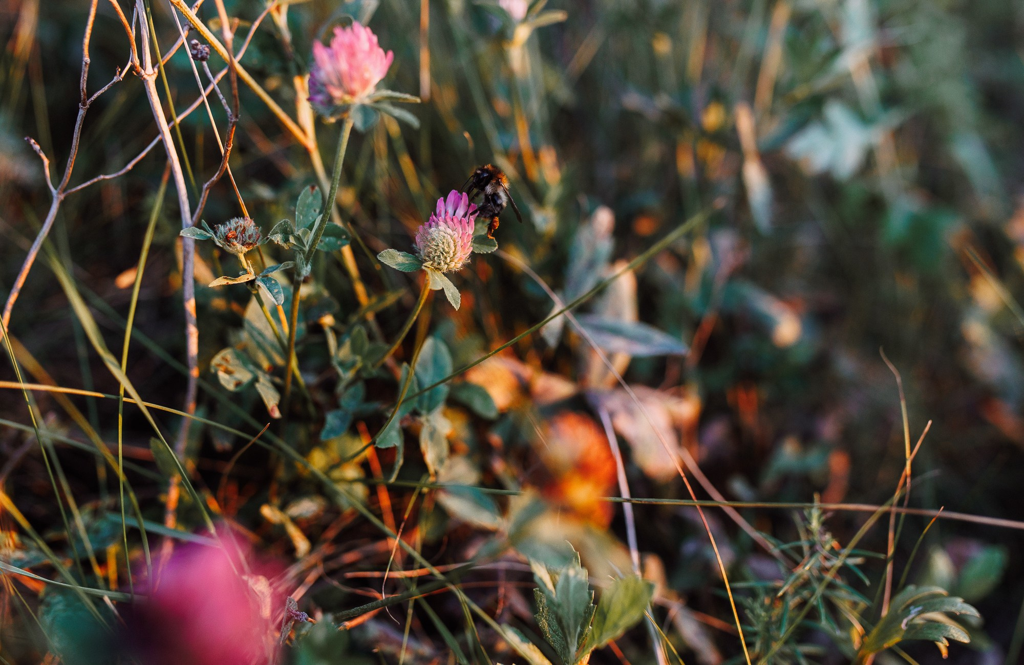 Элли и Алекс. Любовь в маленьком городе. Алена Бадамшина — свадебный фотограф Воронеж / Москва