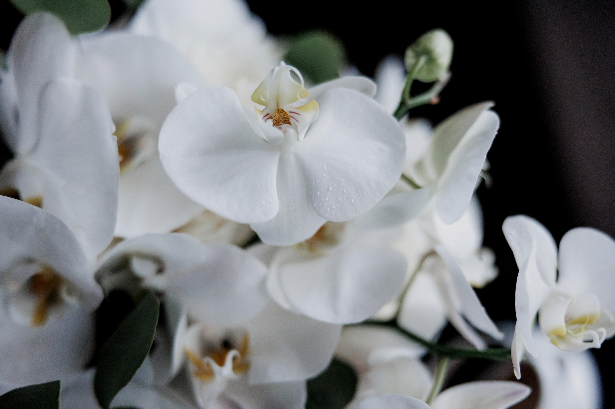 Никита и Анастасия. Свадебный, детский и семейный, интерьерный фотограф в Краснодаре