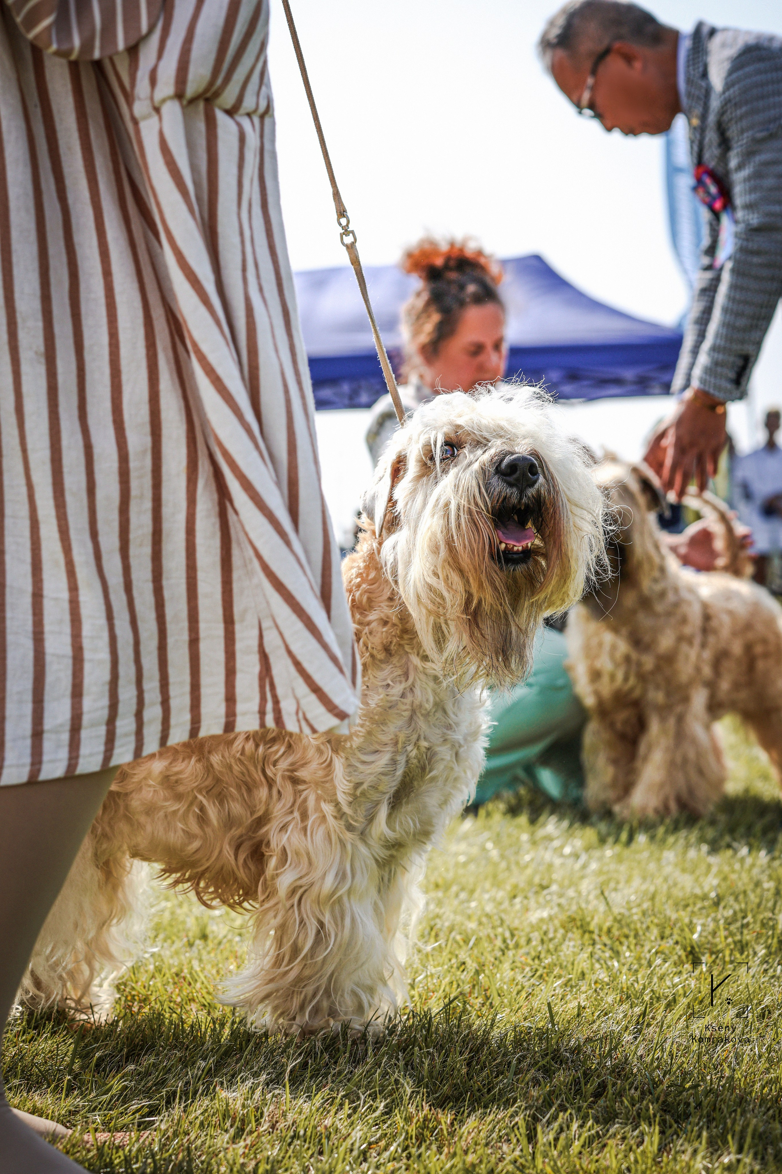 Съемка собак. Анималистика. Репортаж. Индивидуальная съемка