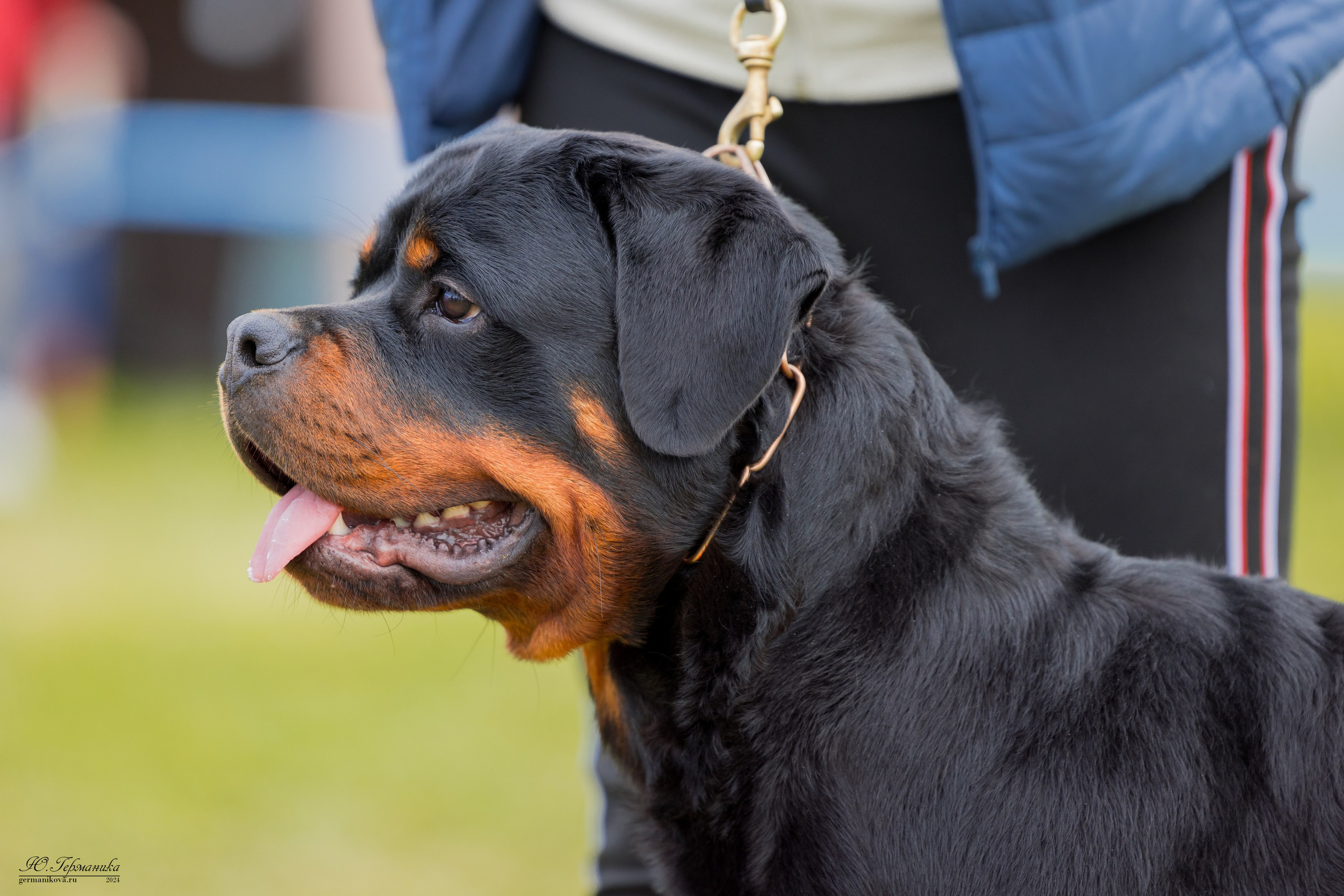 Нижний Новгород 11-12.05.2024 моно ротвейлеров. Фотограф-анималист Юлия Германика