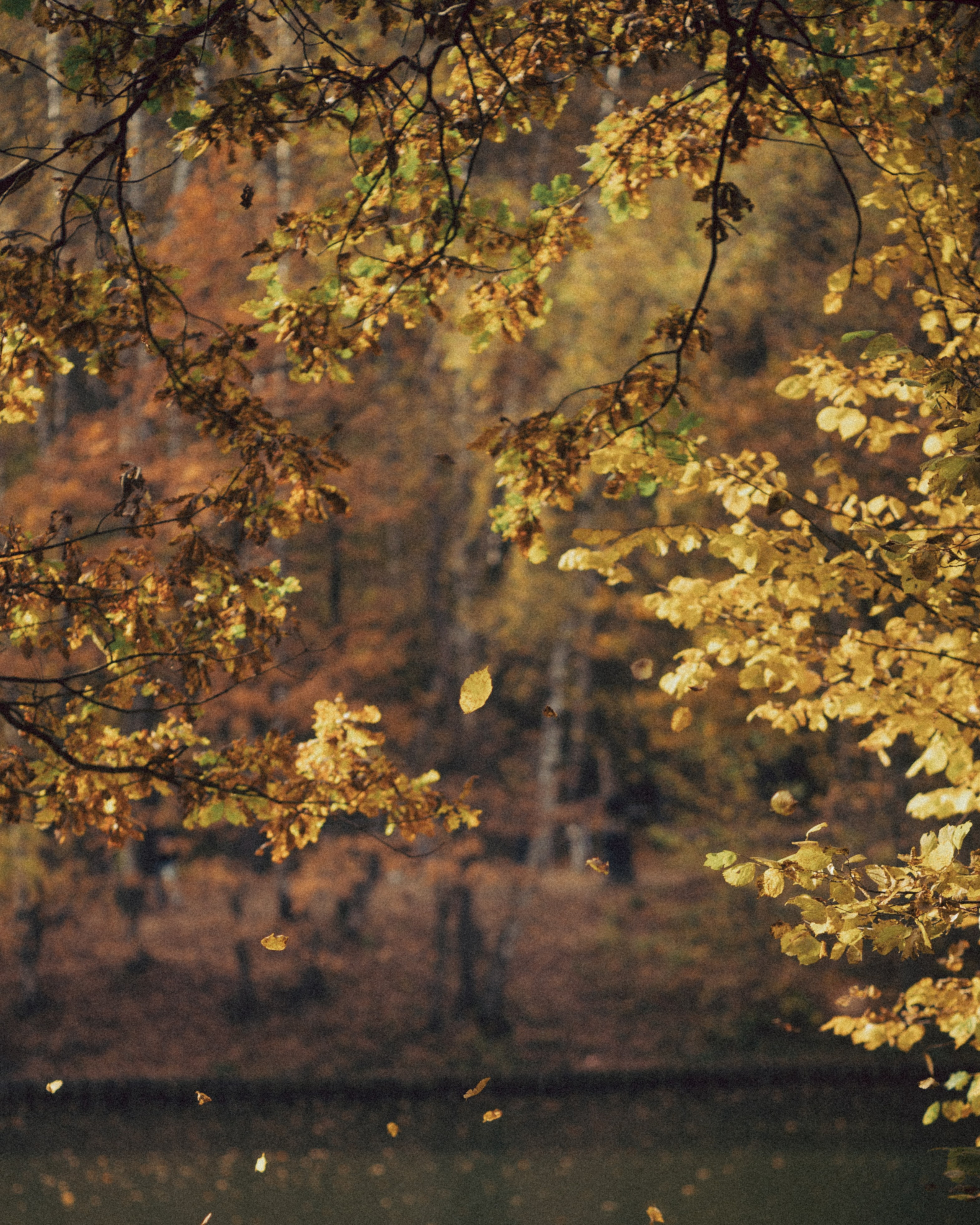 Александра. Фотограф Москва Селюкова Юлия