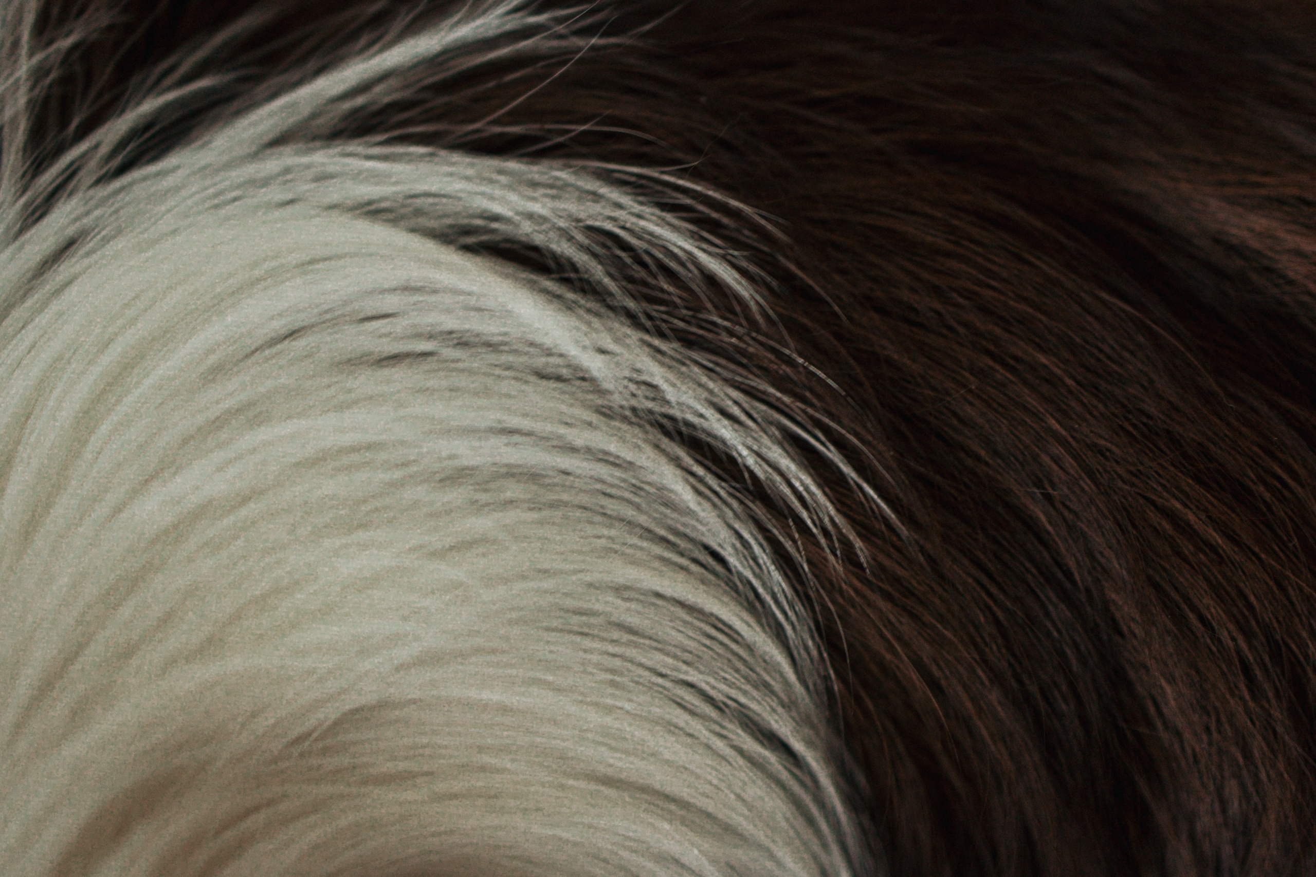 Настя и Симба. Фотограф — Анималист | Санкт-Петербург