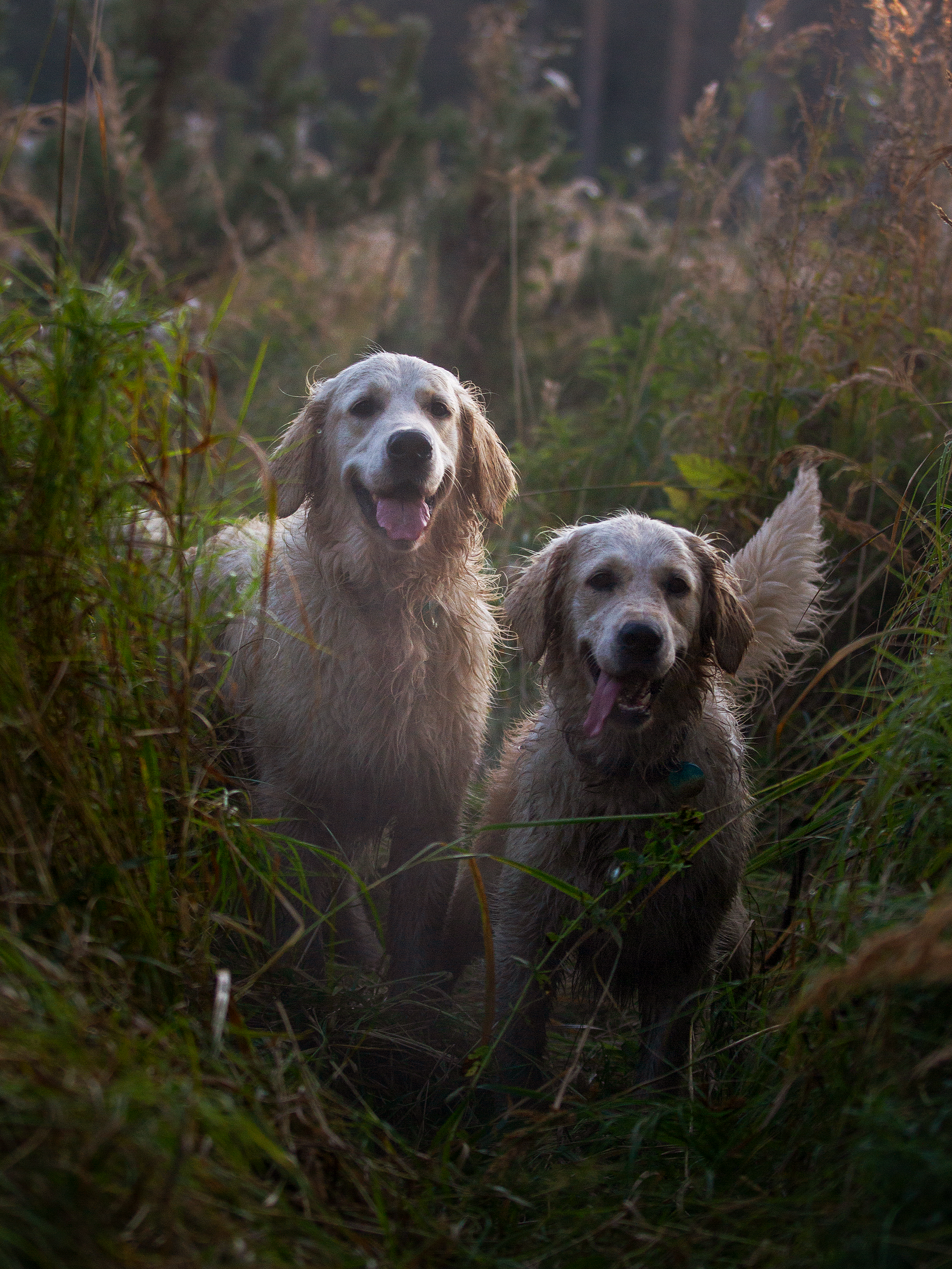 Собаки. Фотограф-анималист в Москве и МО Самойлова Марина