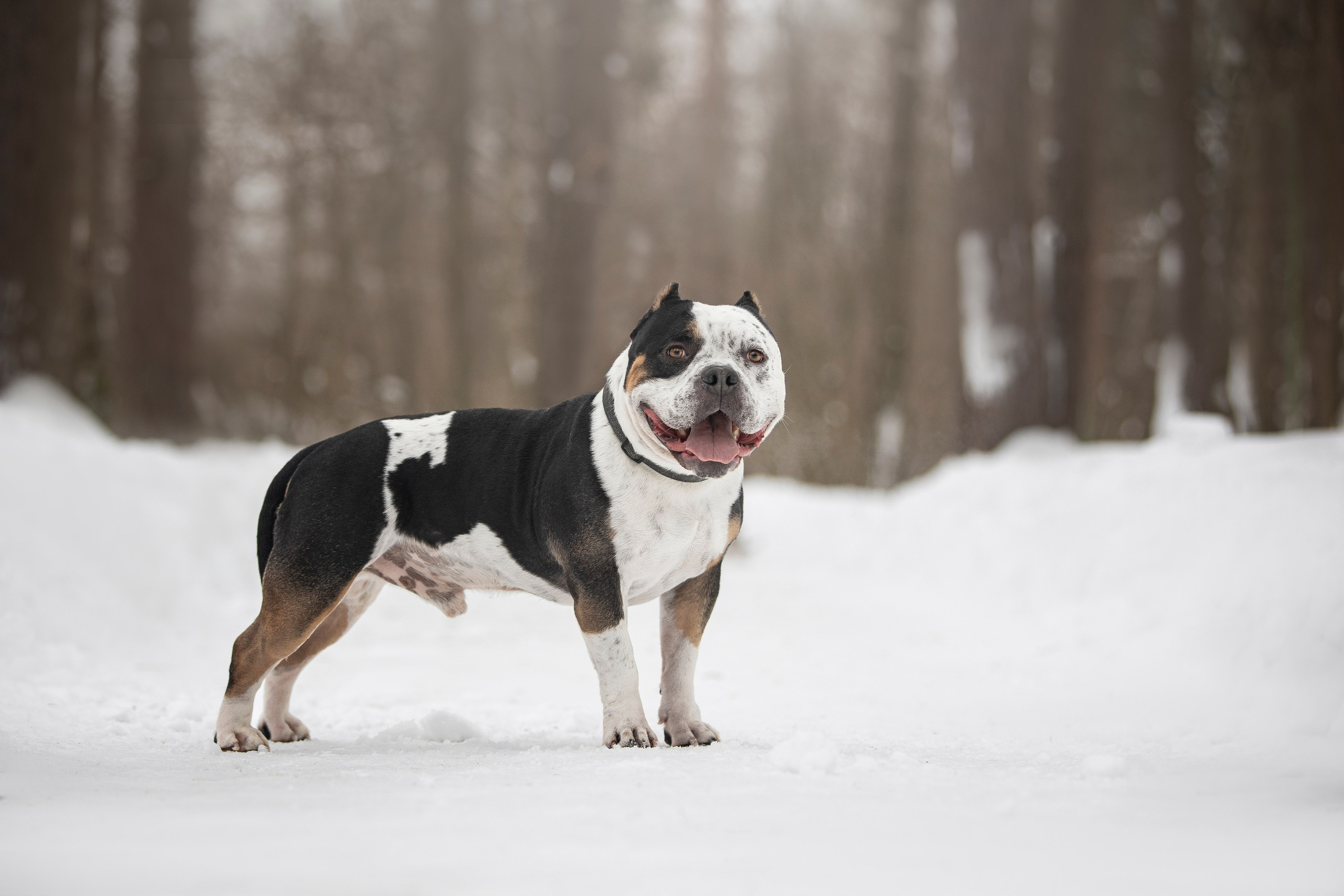 Американские булли. Фотограф анималист в Москве Майорова Евгения