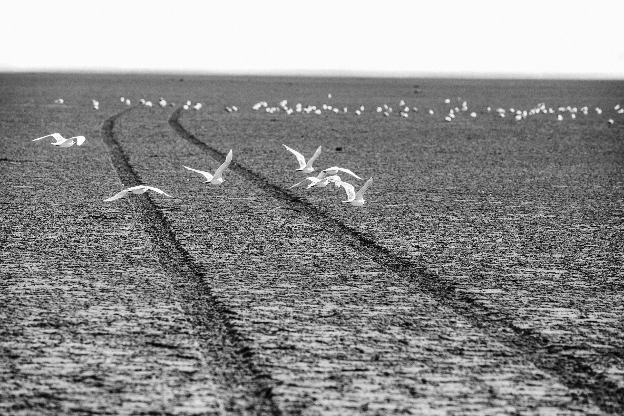 Nature. Артем Корнев Фотограф
