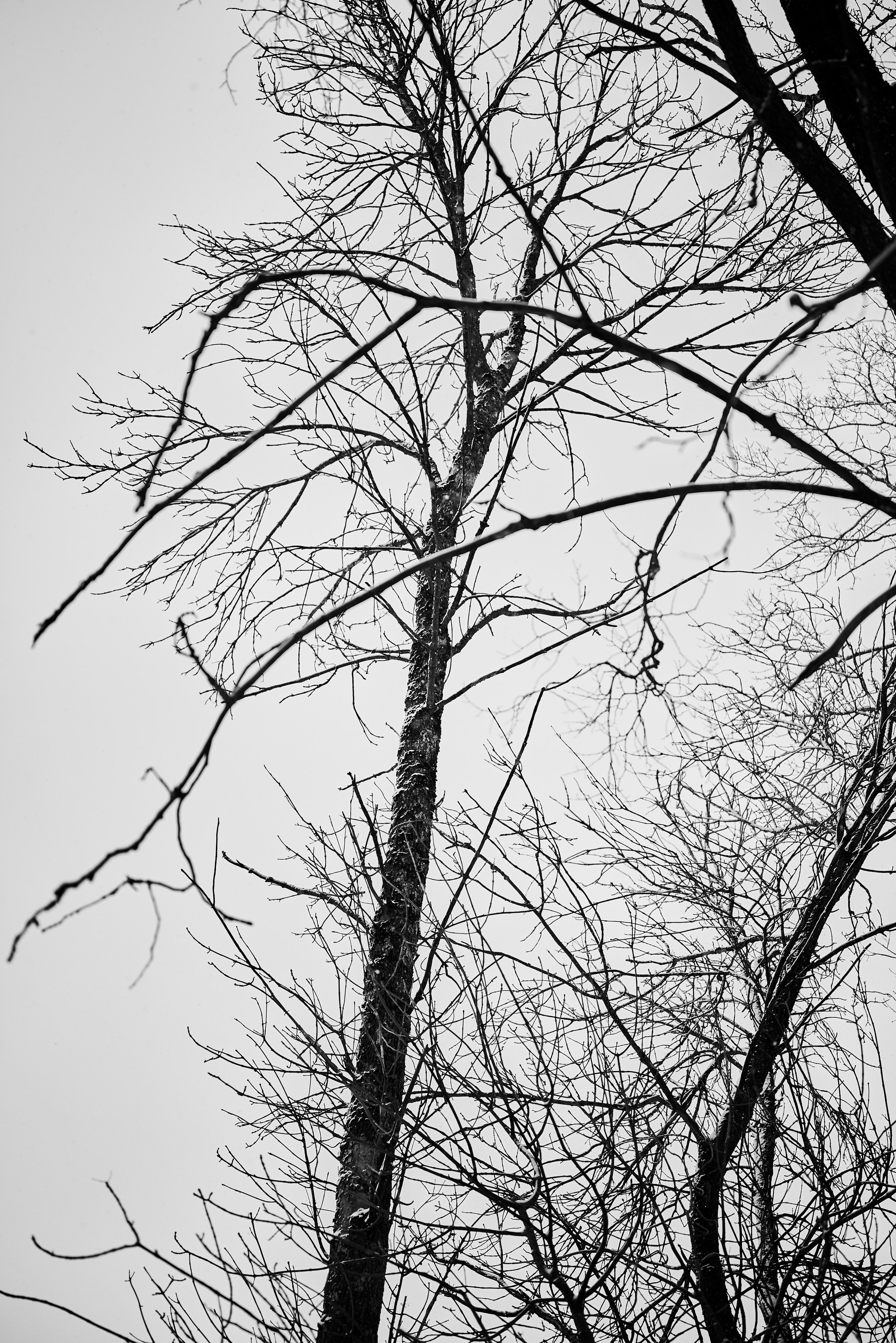 Серафим. Фотограф Анастасия Клинова. Тверь