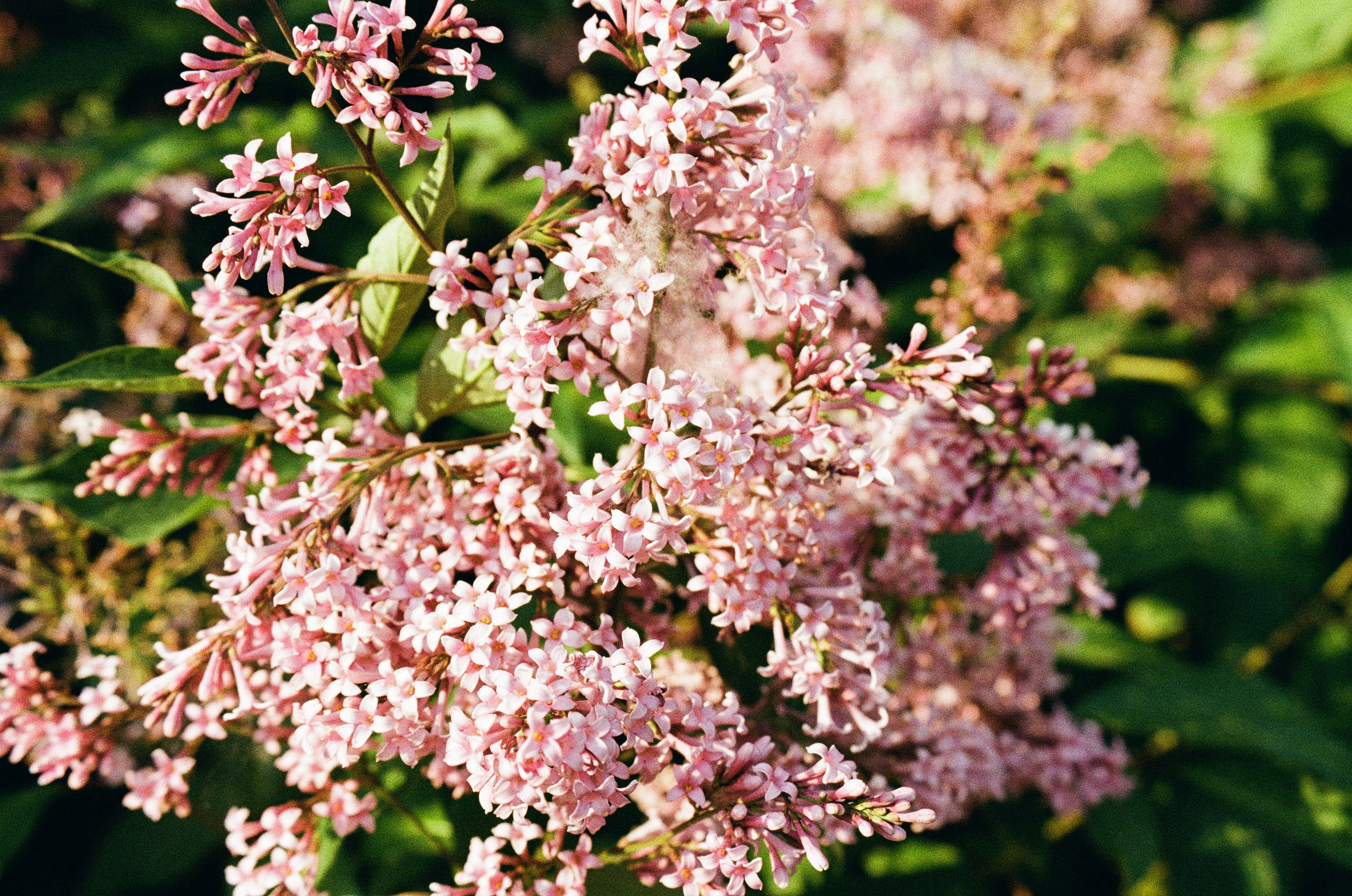 Светло-фиолетовые цветы сирени 