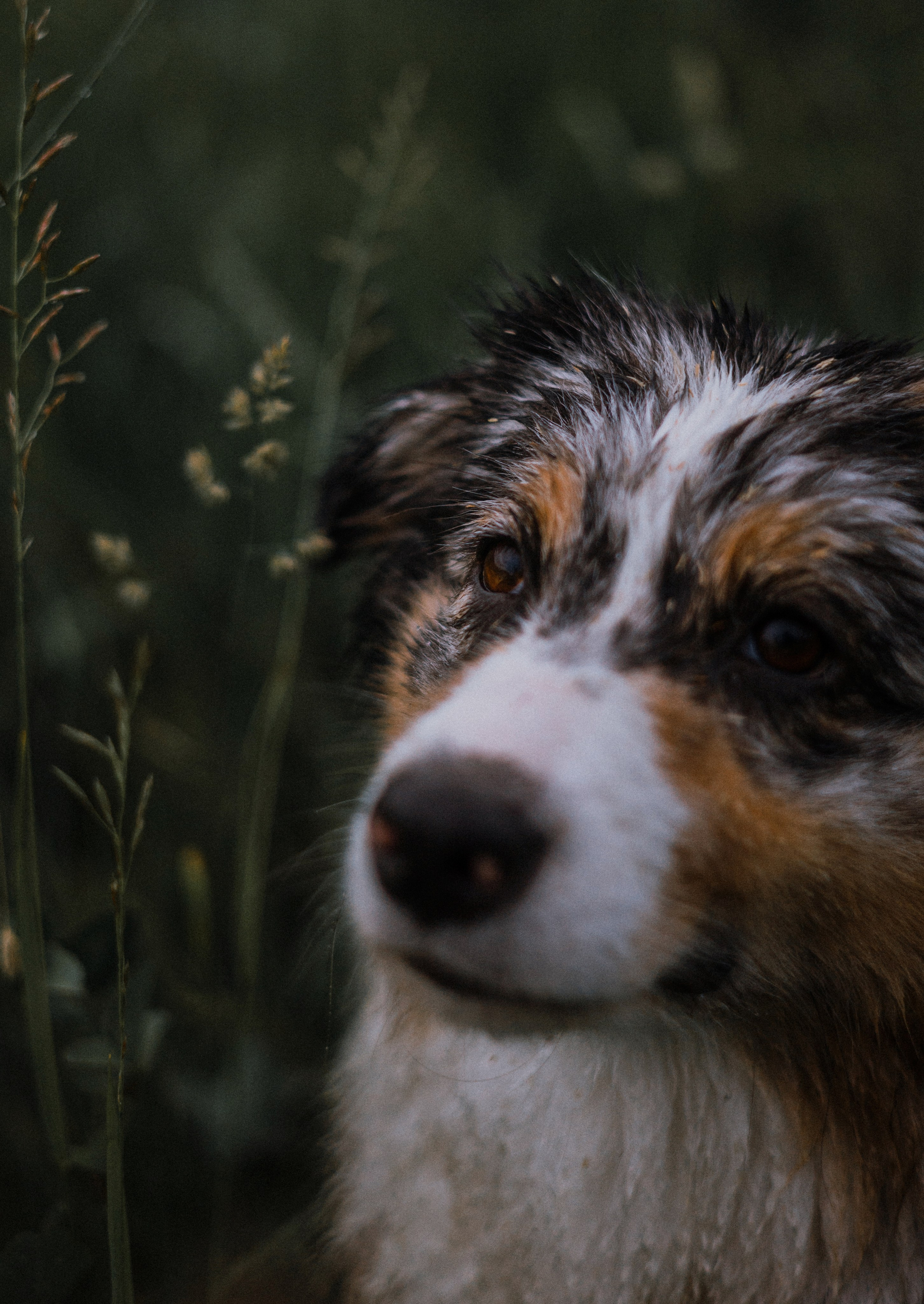 Маша и Долли. Фотограф-анималист Богданова Полина
