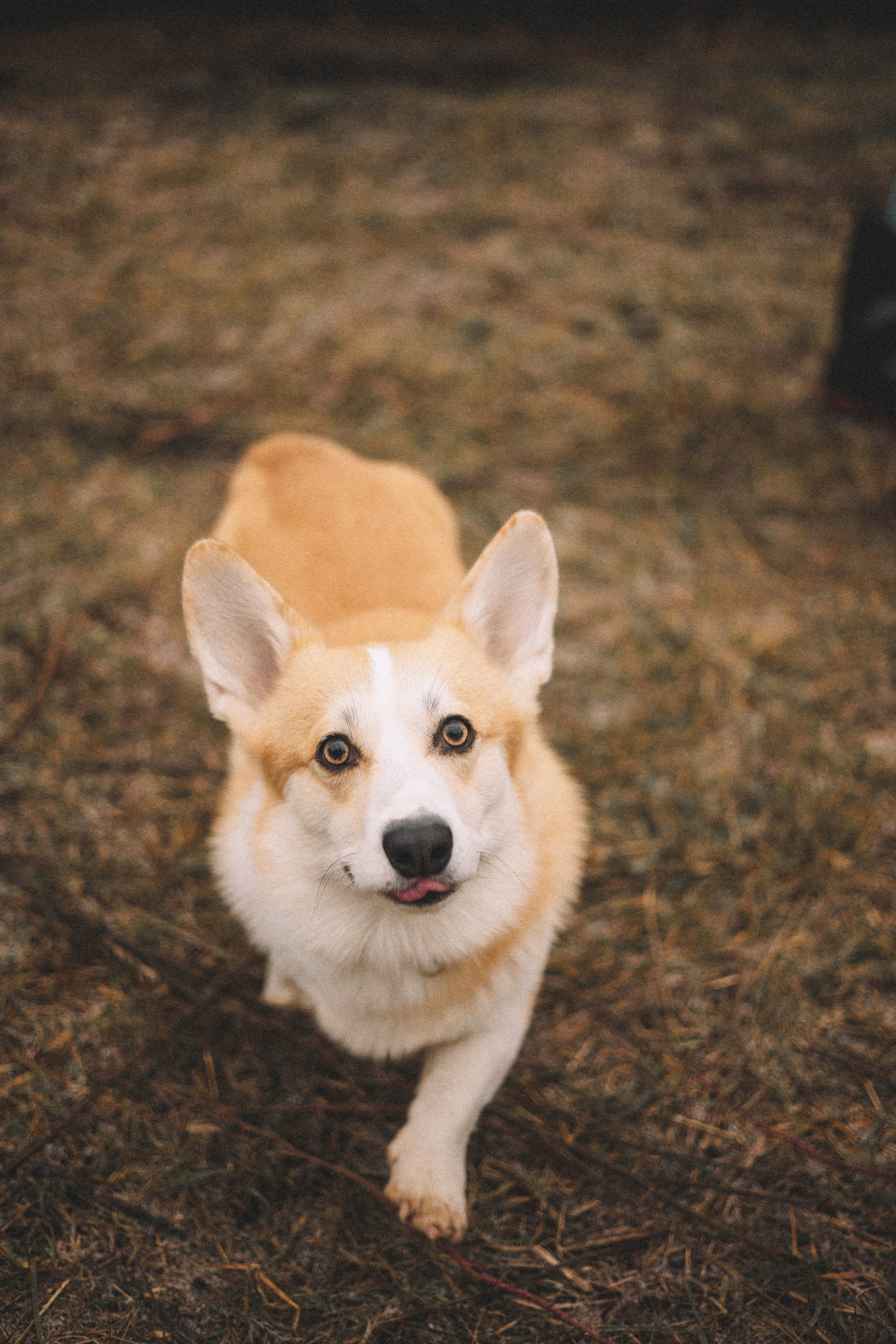 Юля и барри. Фотограф-анималист Богданова Полина