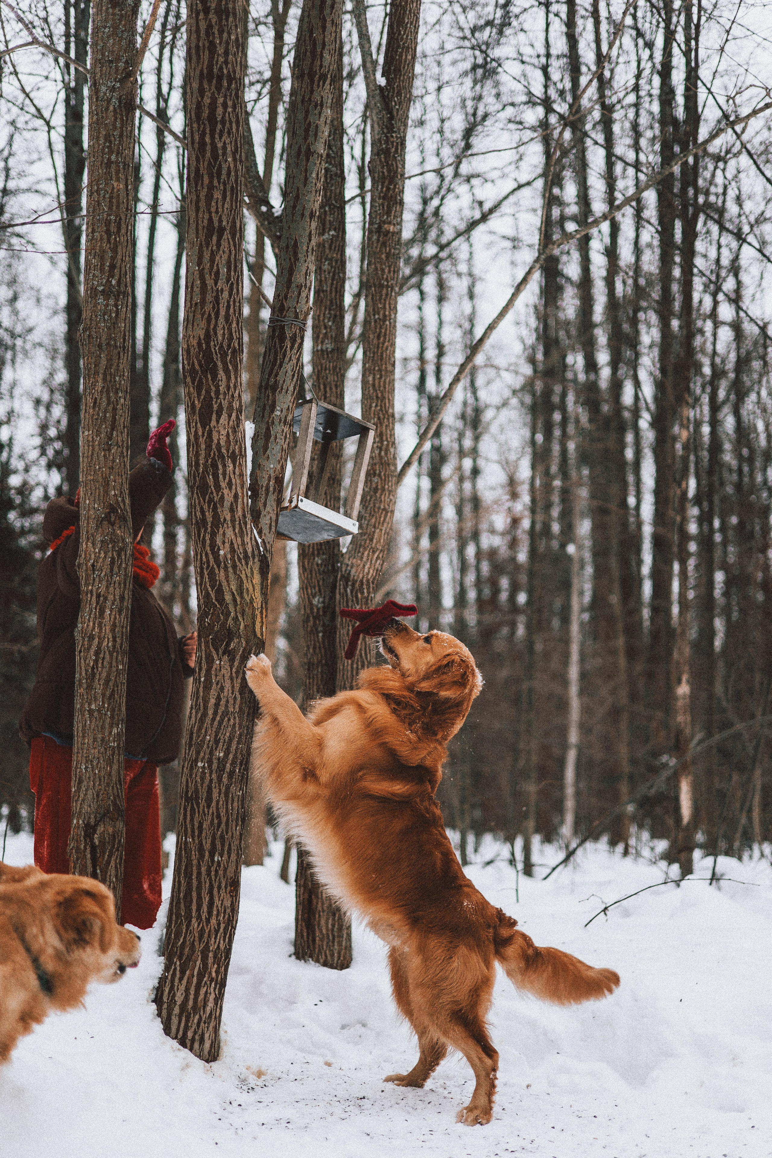 Саша, Юля, Грэй и Джой. Фотограф-анималист Богданова Полина
