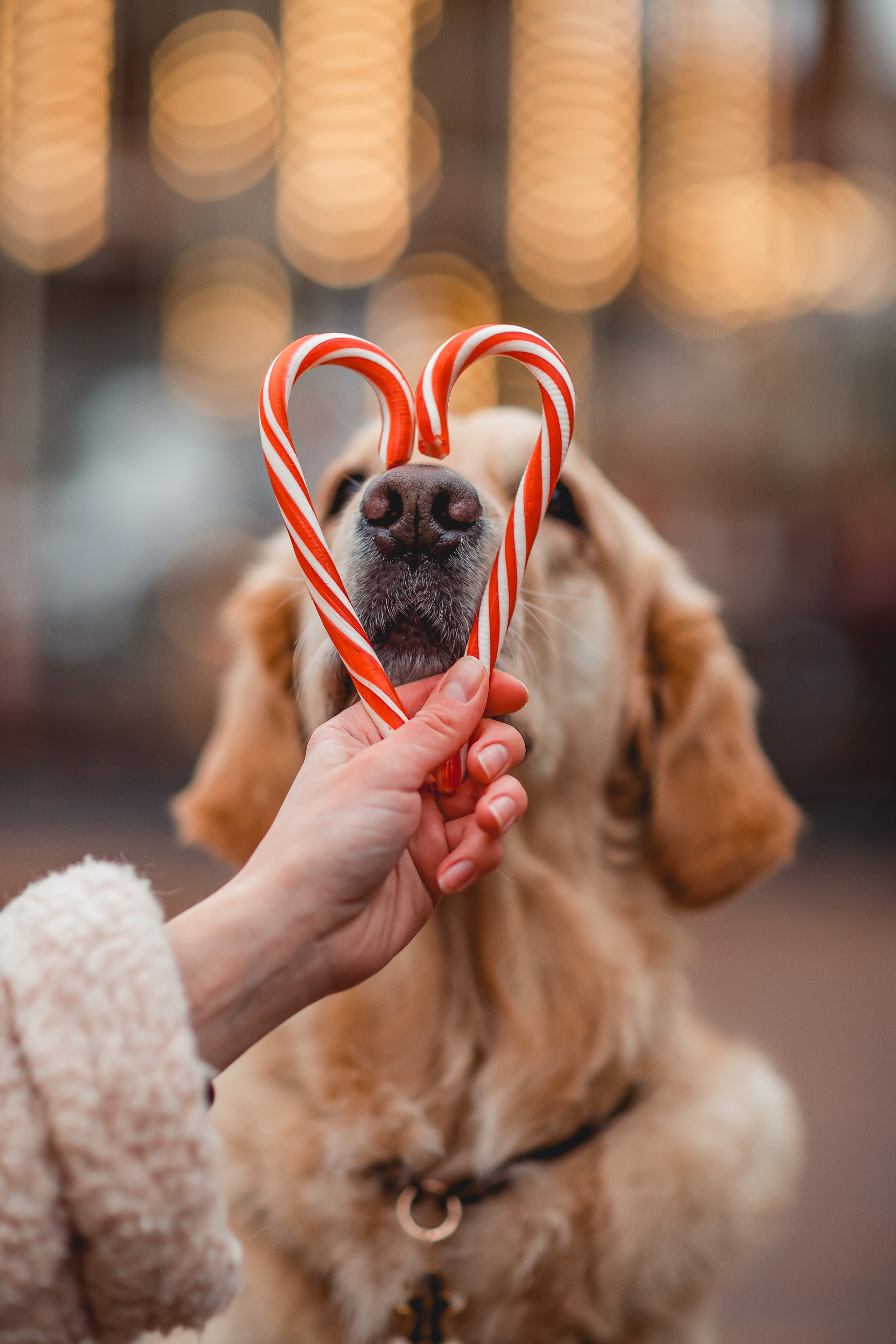 Марина и Чили. Семейный фотограф анималист Мария Крючкова