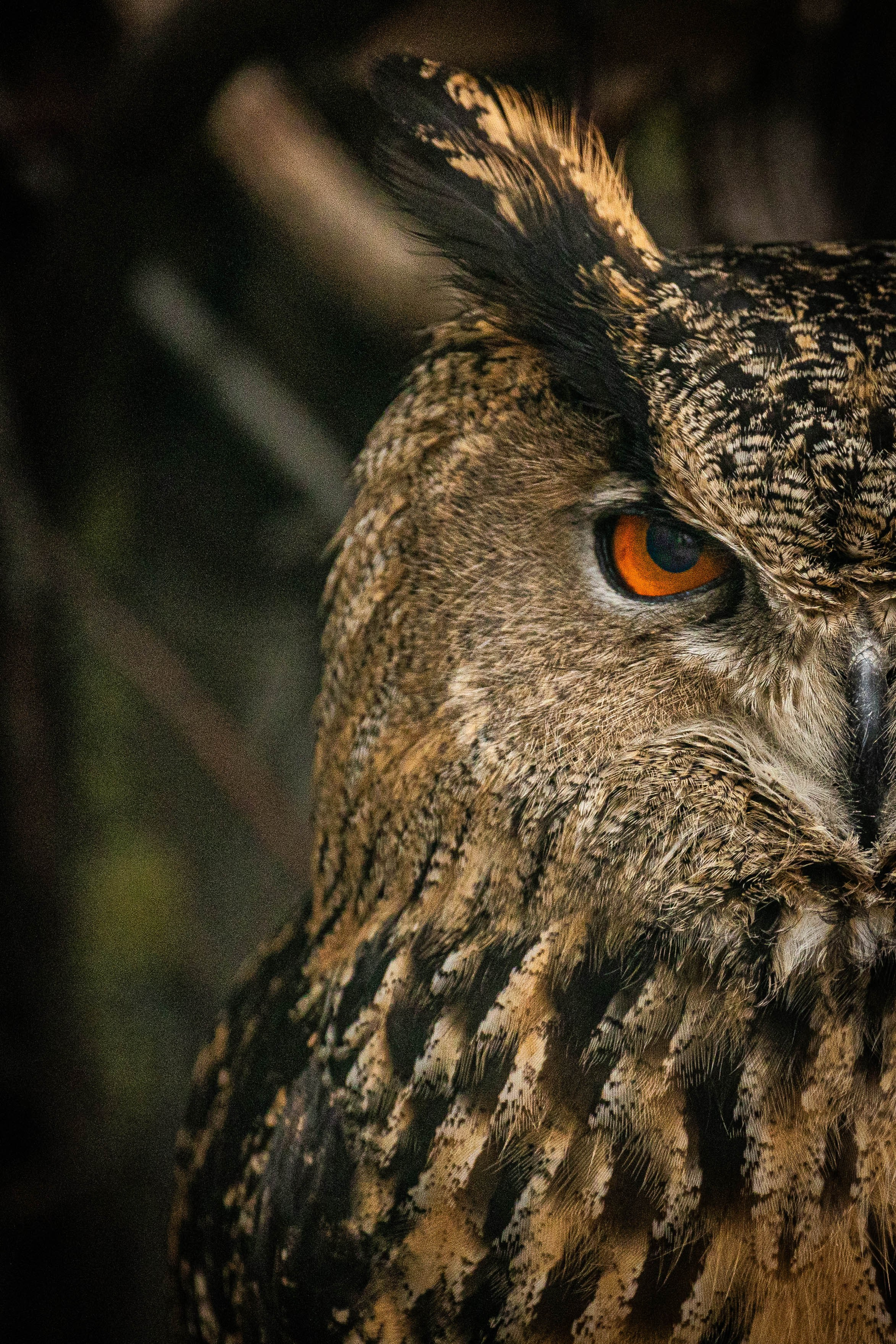 Парк Малинки 2026. Фотограф-АниМалист Анна Абрамова