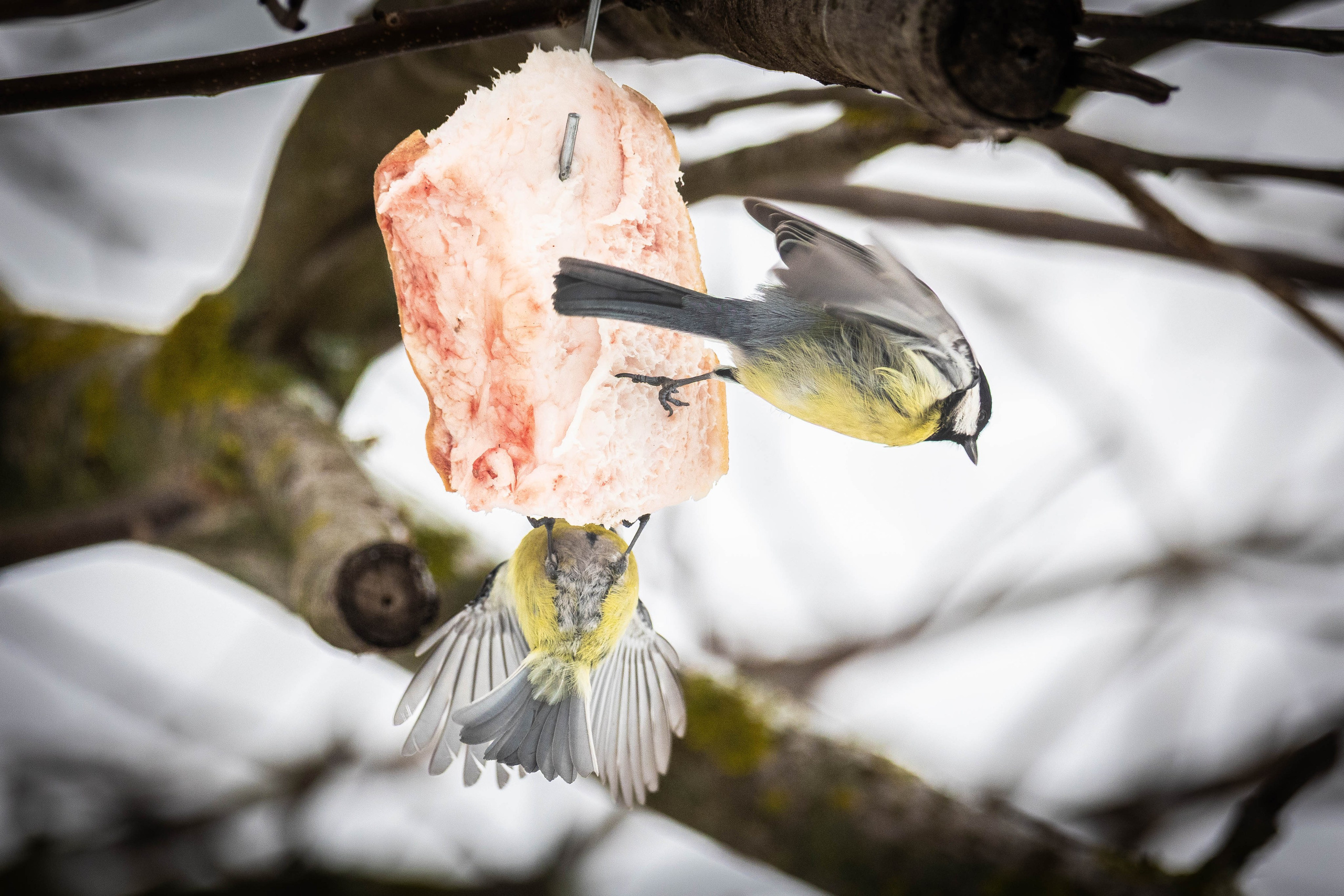 Дикий животный мир. Фотограф-АниМалист Анна Абрамова