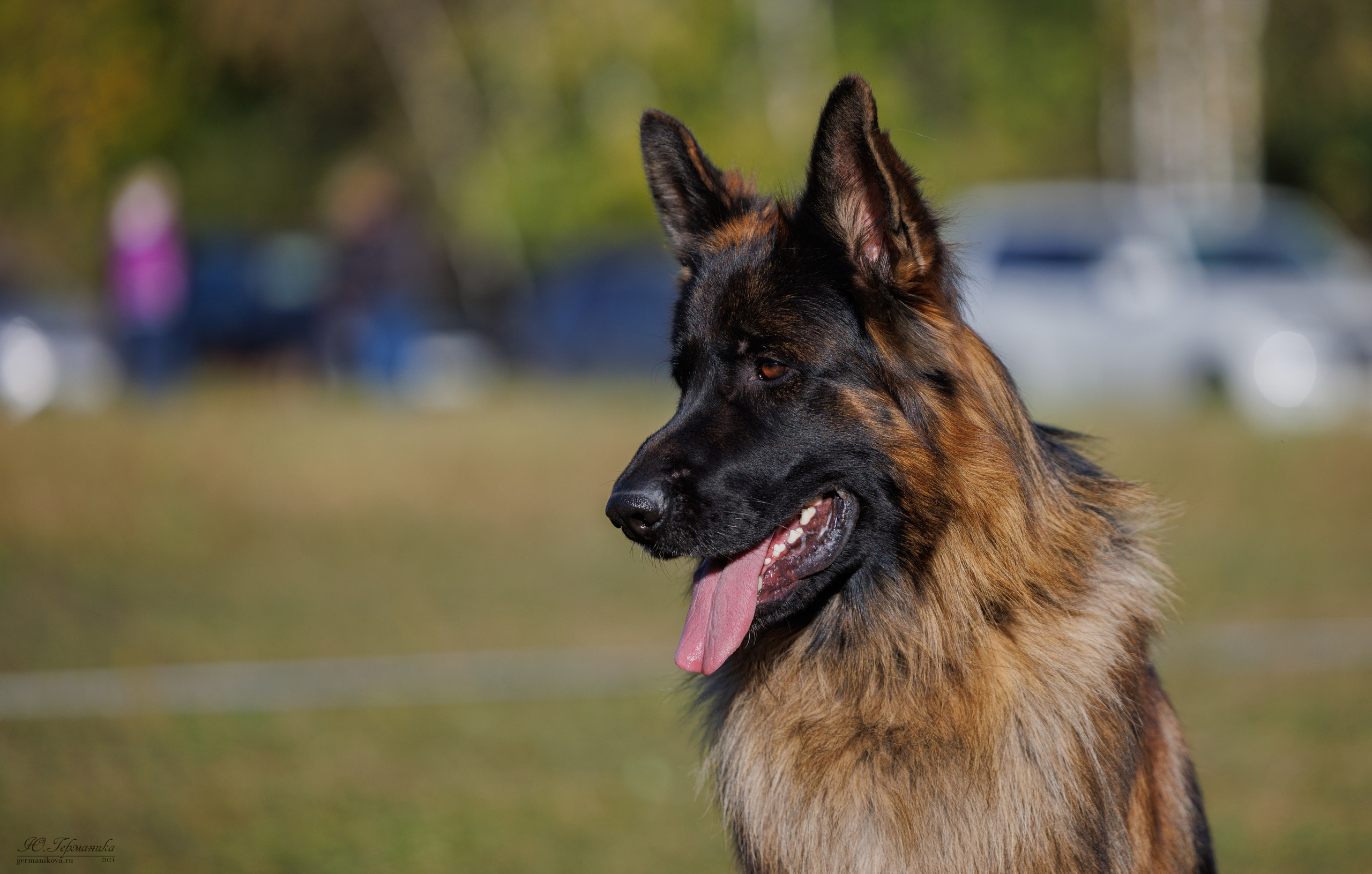 Тверь немецкие овчарки 22.09.2024. Фотограф-анималист Юлия Германика