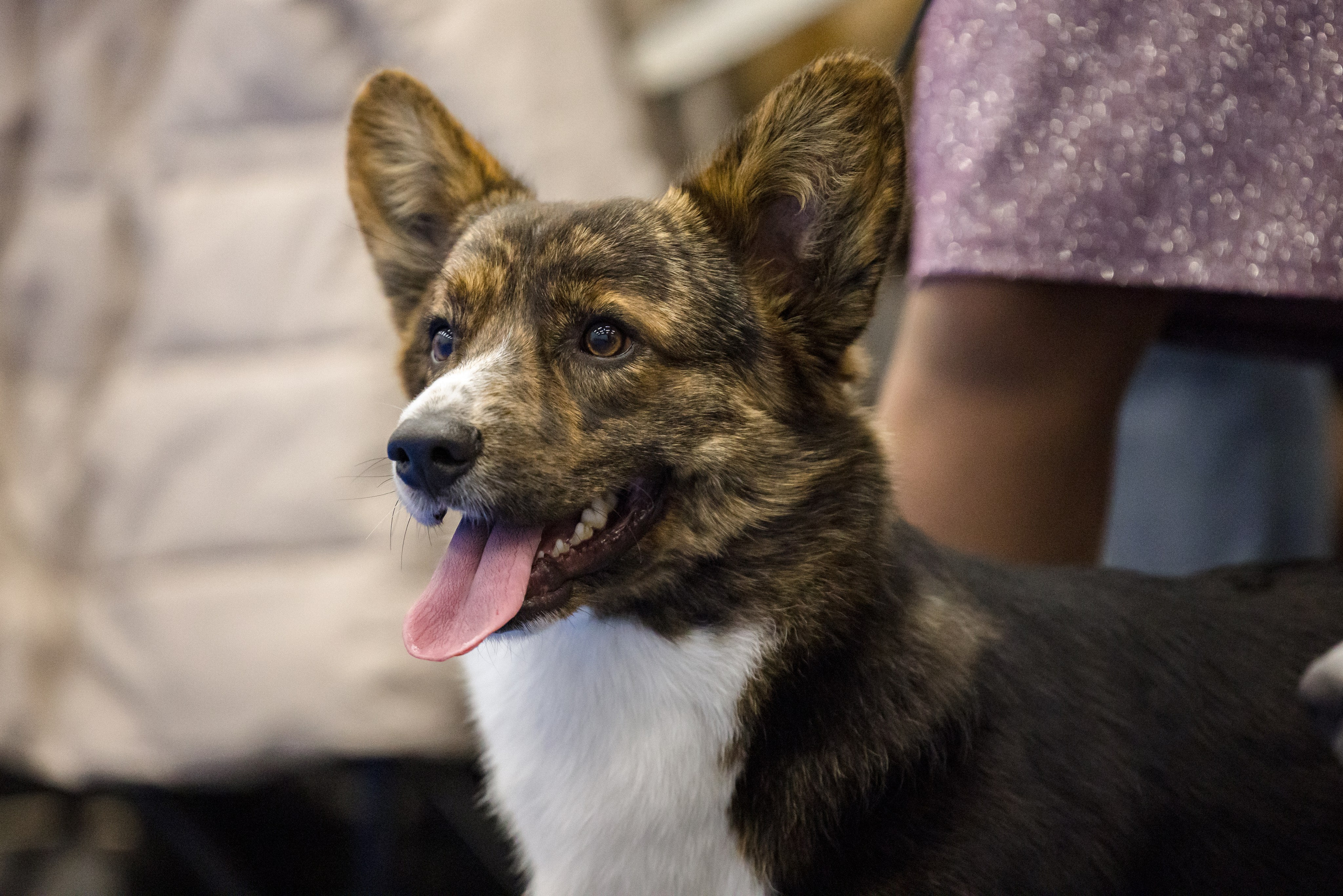 Нижний Новгород 21-22.10.2023. Фотограф-анималист Юлия Германика