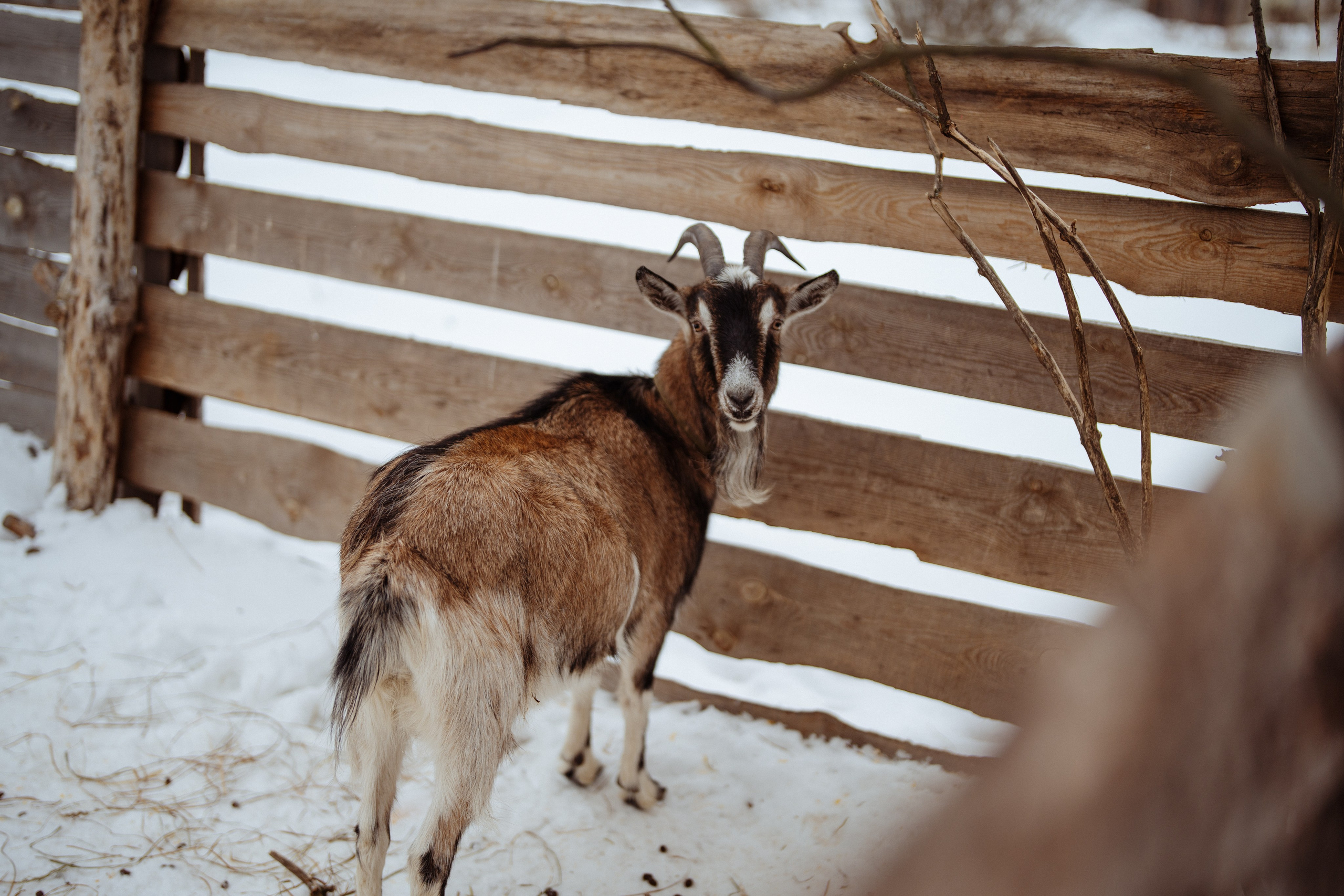 Сюжет № 1│Камланье