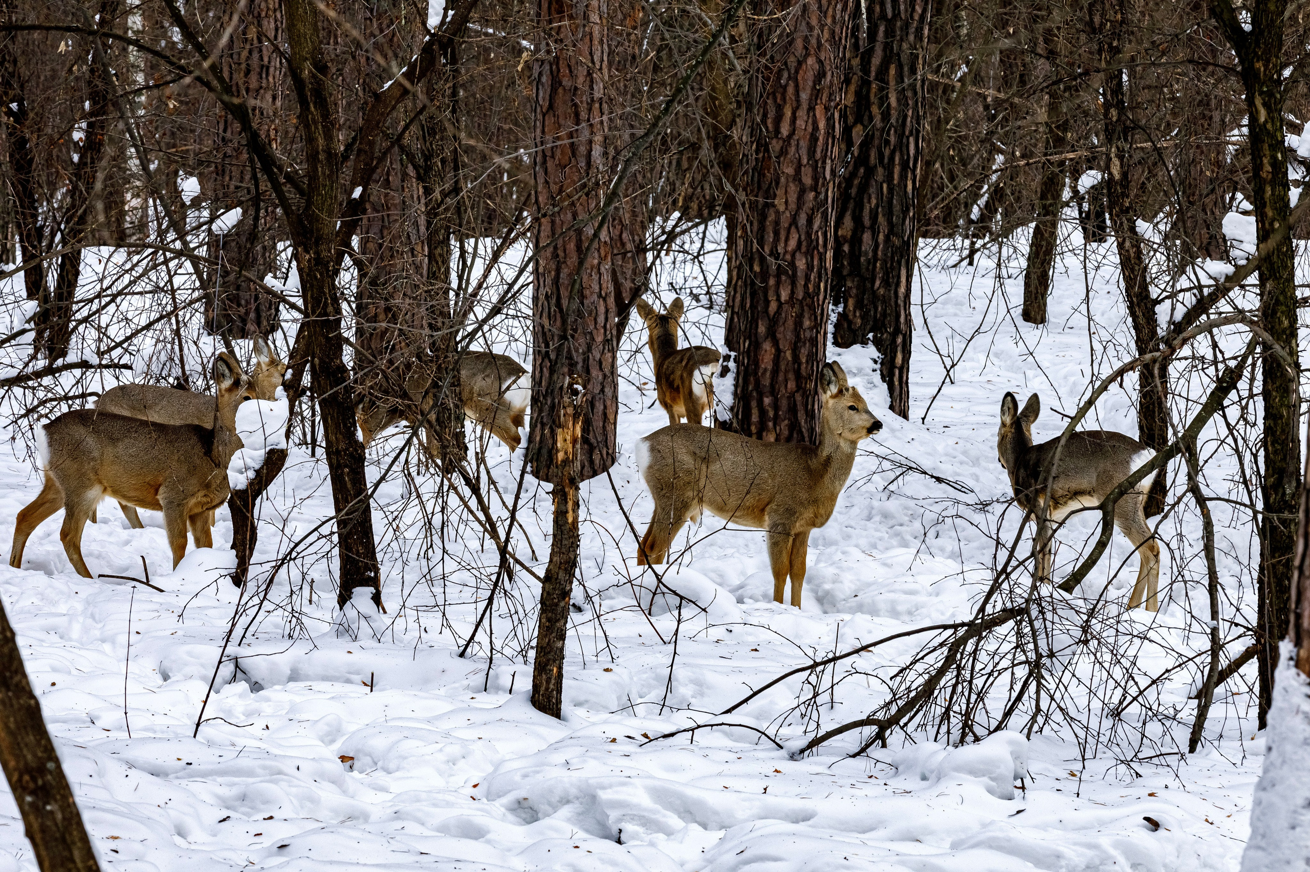 Косули. Фотограф Андрей Гузеев
