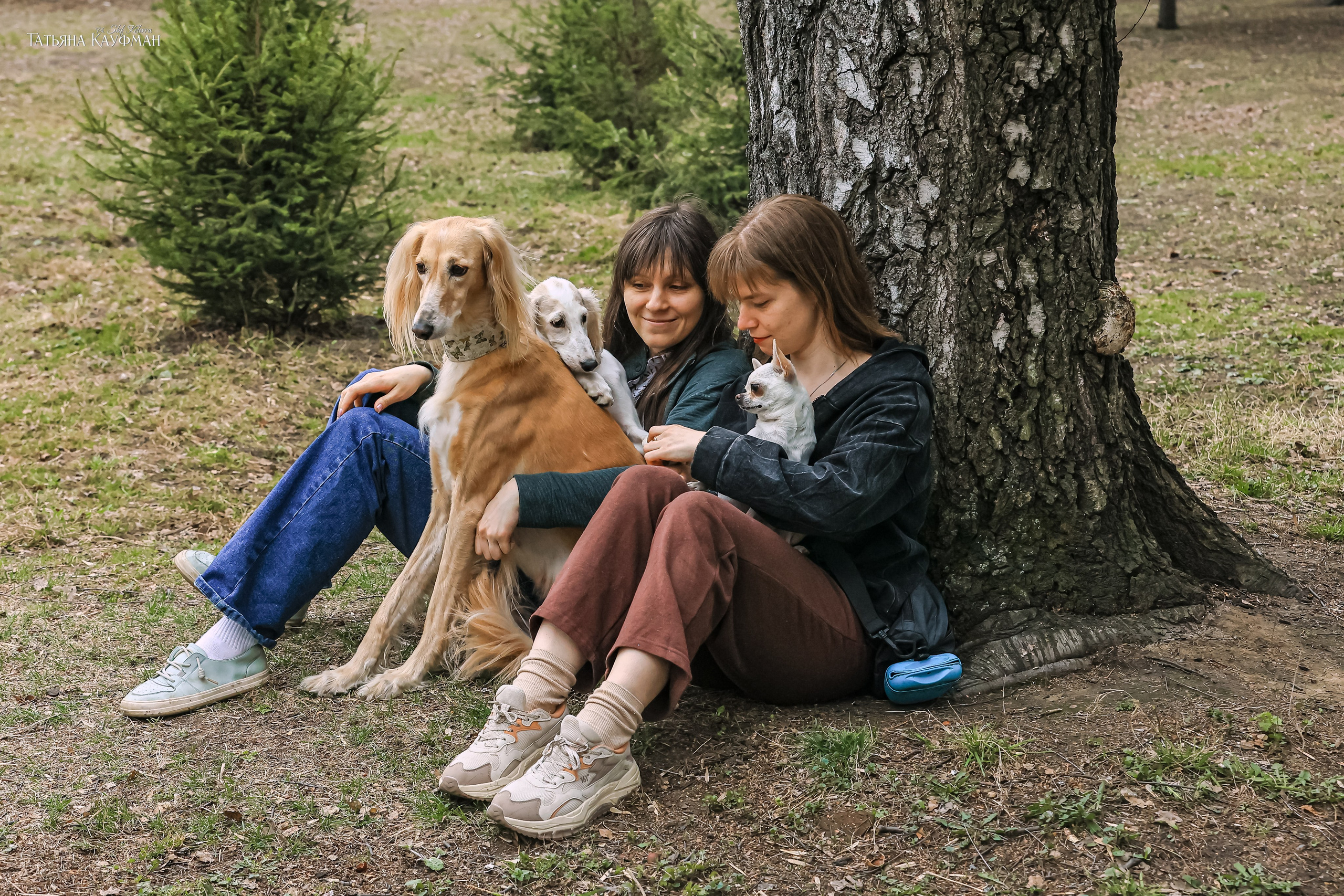 Салюки, фотография салюки, красивая собака, фотограф анималист, фотокурс Анималистика, научиться фотографировать собак, фотограф Новосибирск