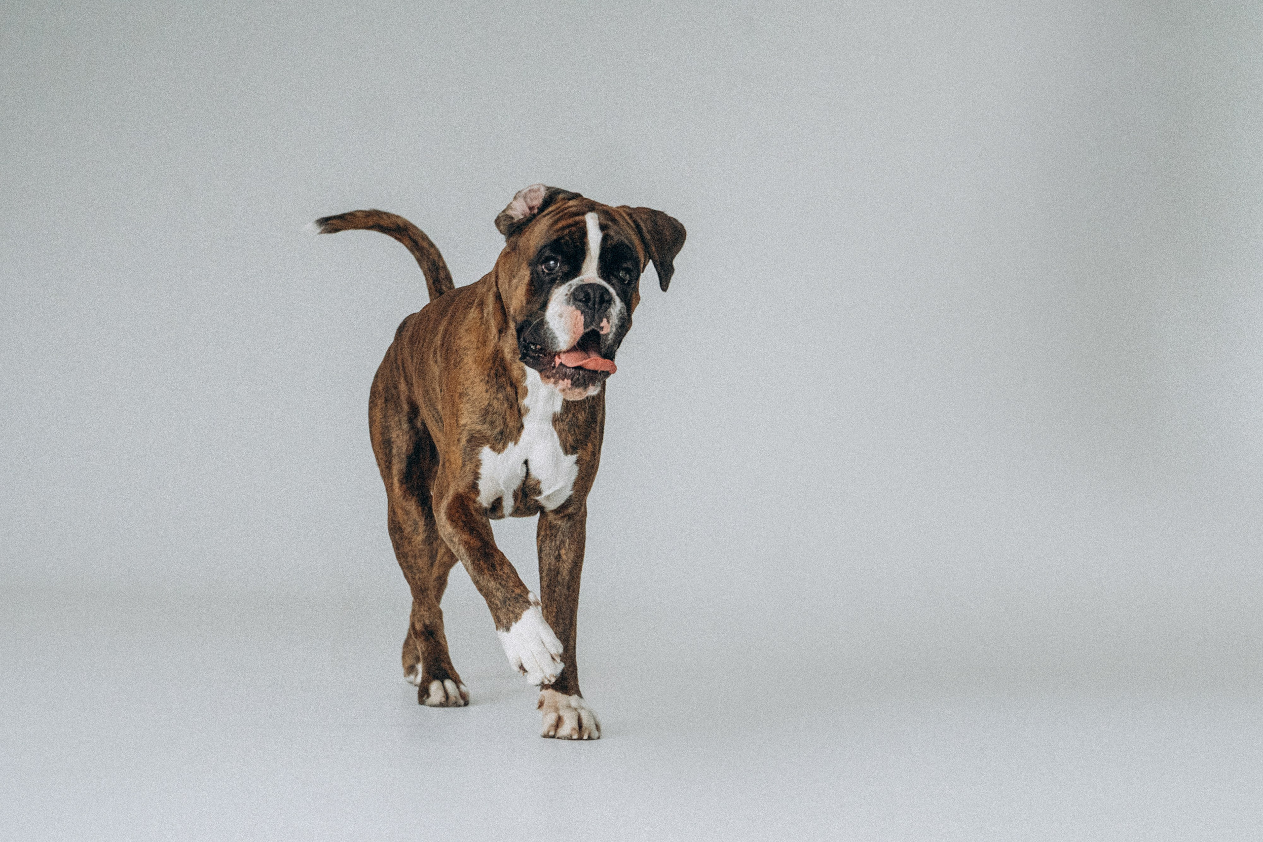 Анна, Максим и Марсель. Фотограф анималист в Москве и Санкт-Петербурге Свиридова Анна