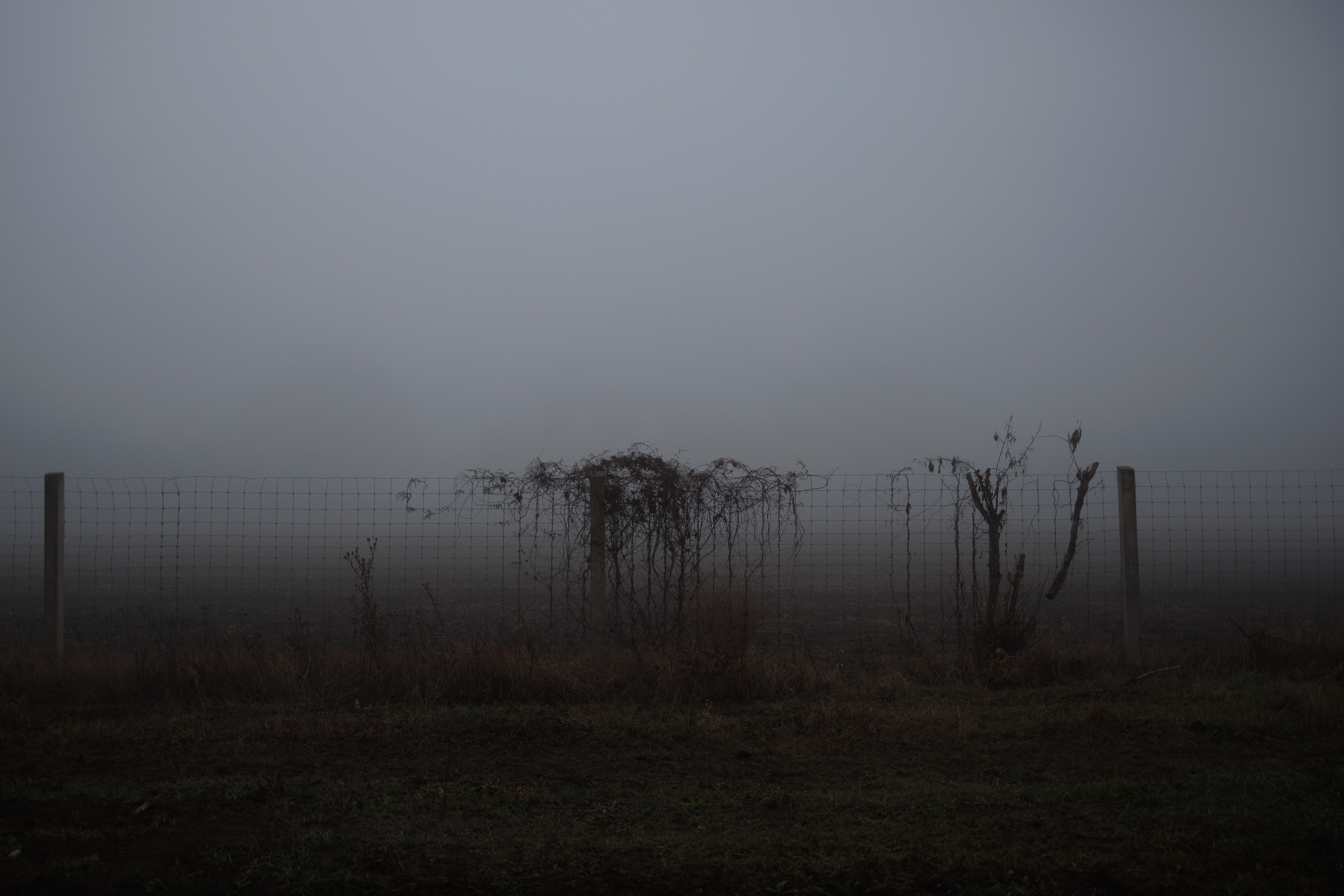 В туманном лесу. Семейный фотограф в Белгороде