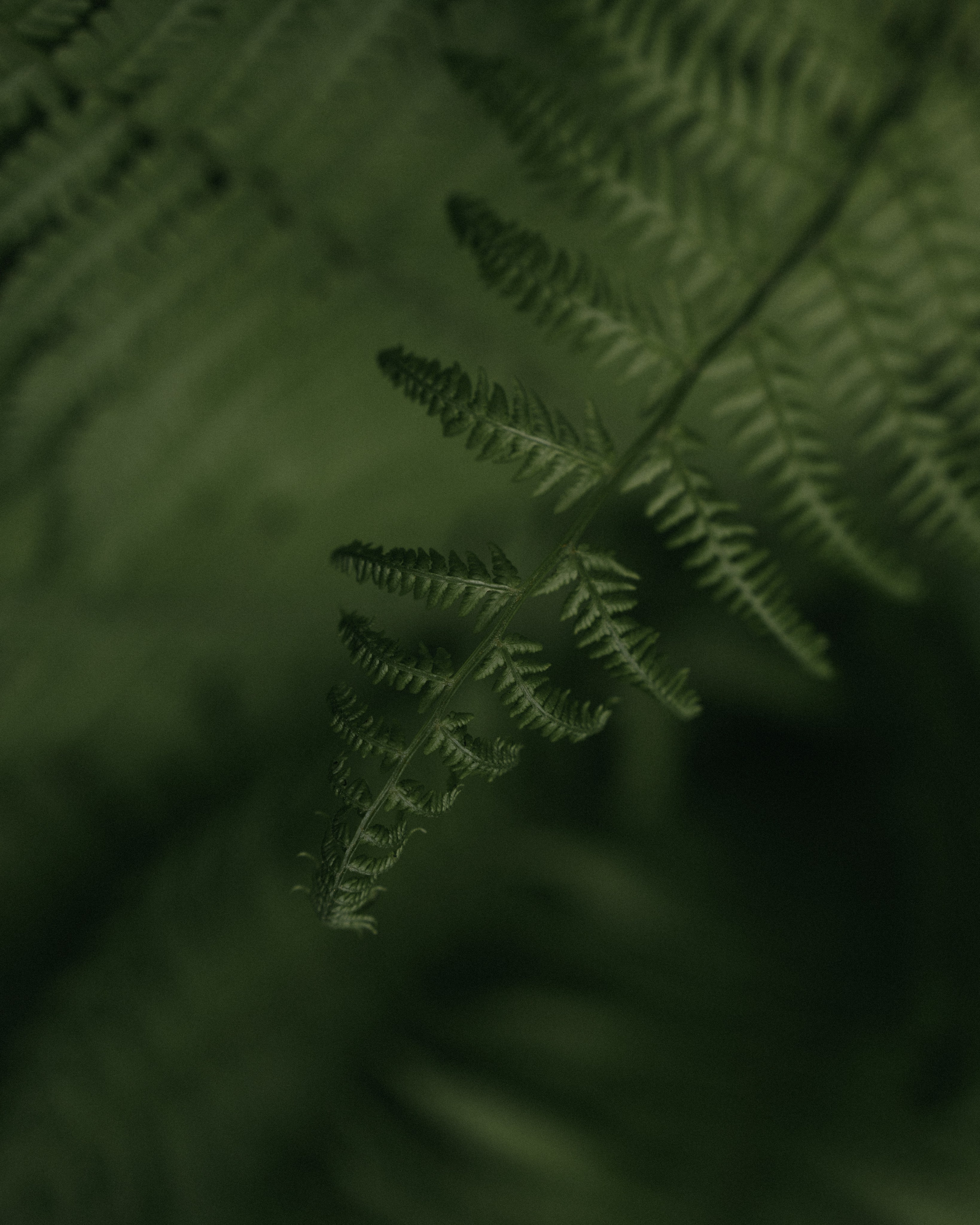 Съемка Love story (лавстори) Кирилла и Кристины. Свадебный фотограф Ирина Беляева Пятигорск|Кисловодск|Эльбрус|Домбай