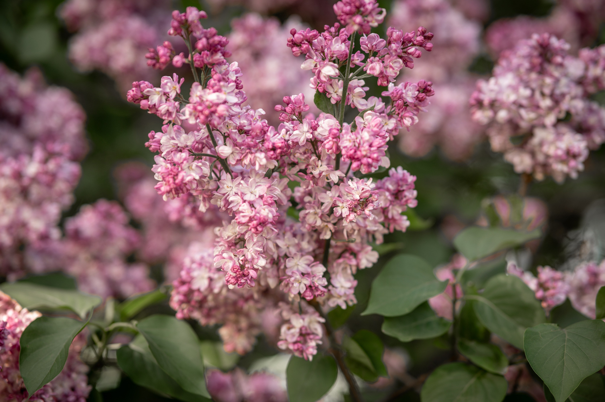 Марина в Сиреневом саду