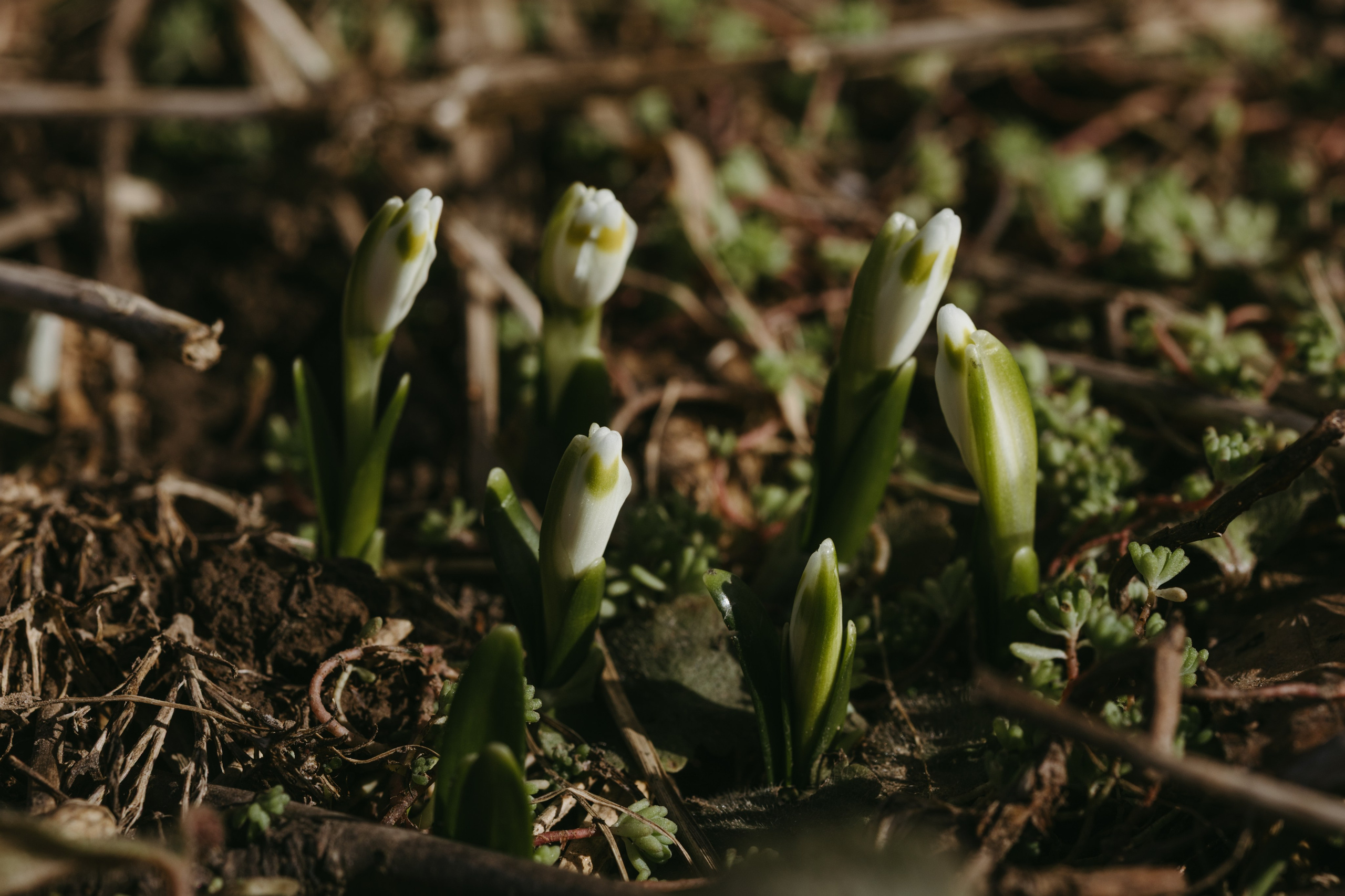 Природа деревни. Фотограф Эльмира Лин