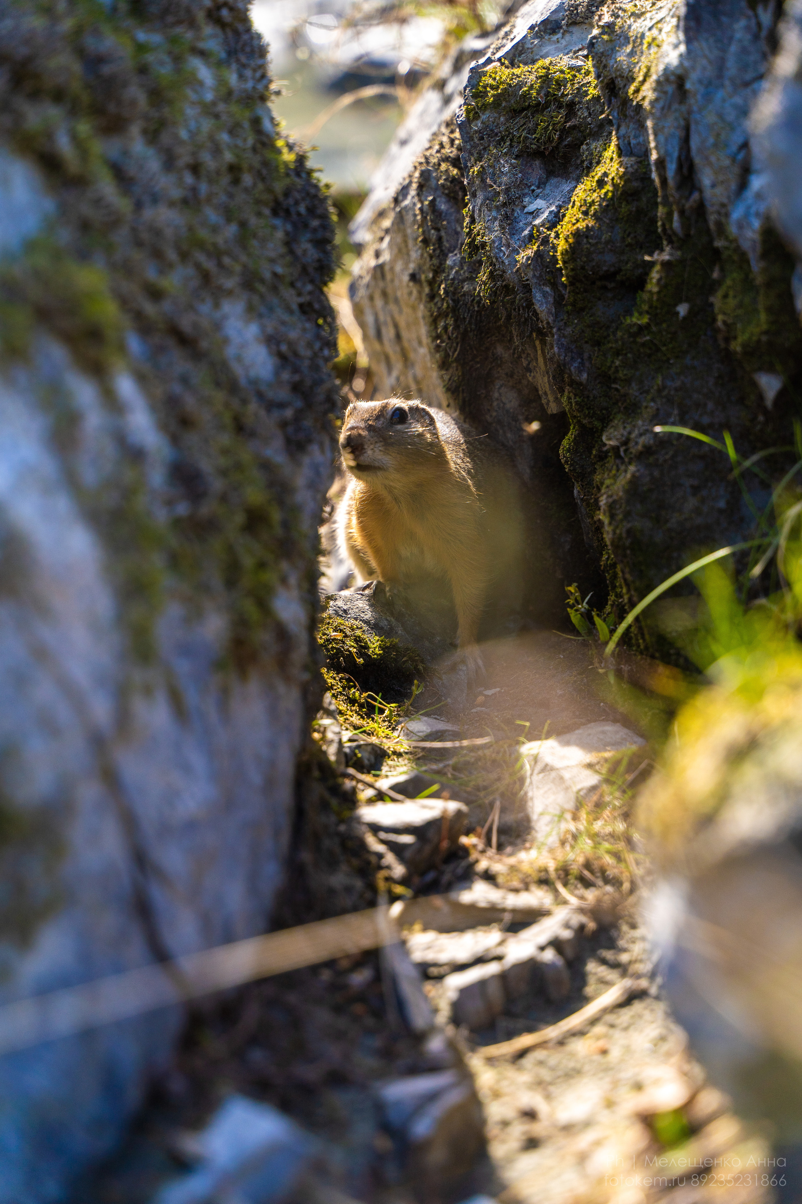 Алтайское нежное. Школьный фотограф в Кемерово Мелещенко Анна