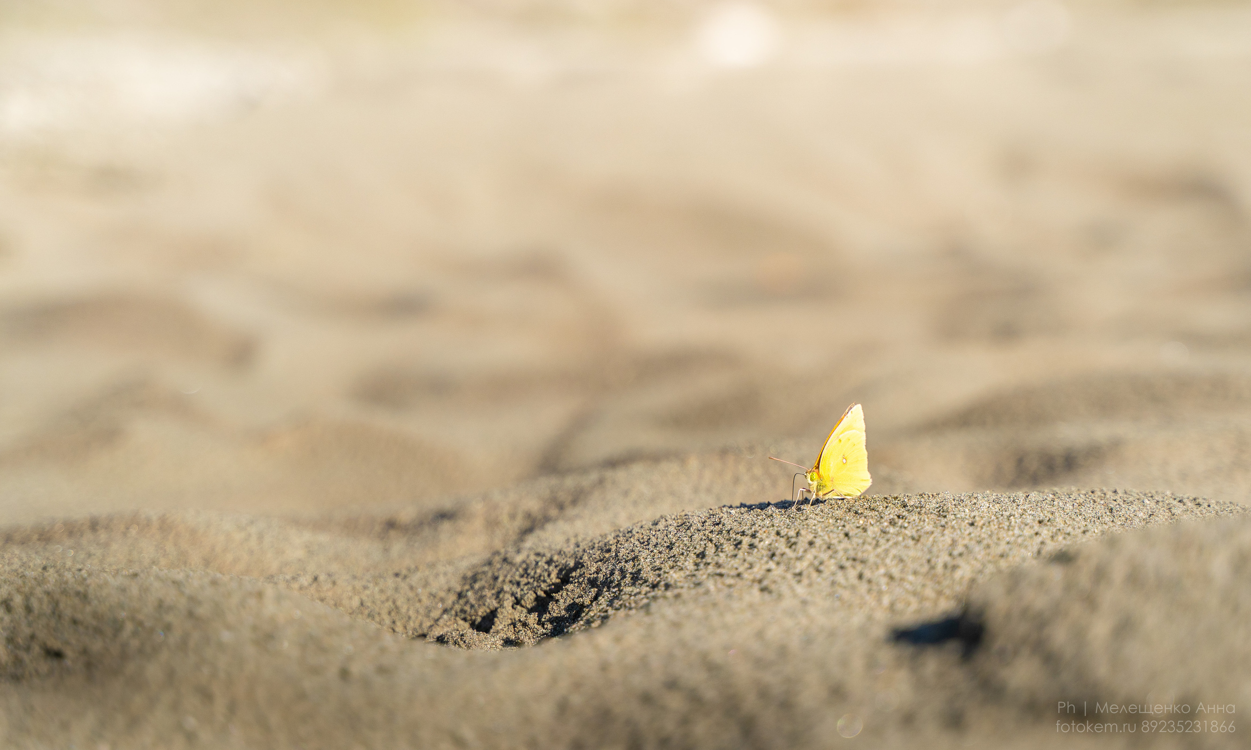Алтайское нежное. Школьный фотограф в Кемерово Мелещенко Анна