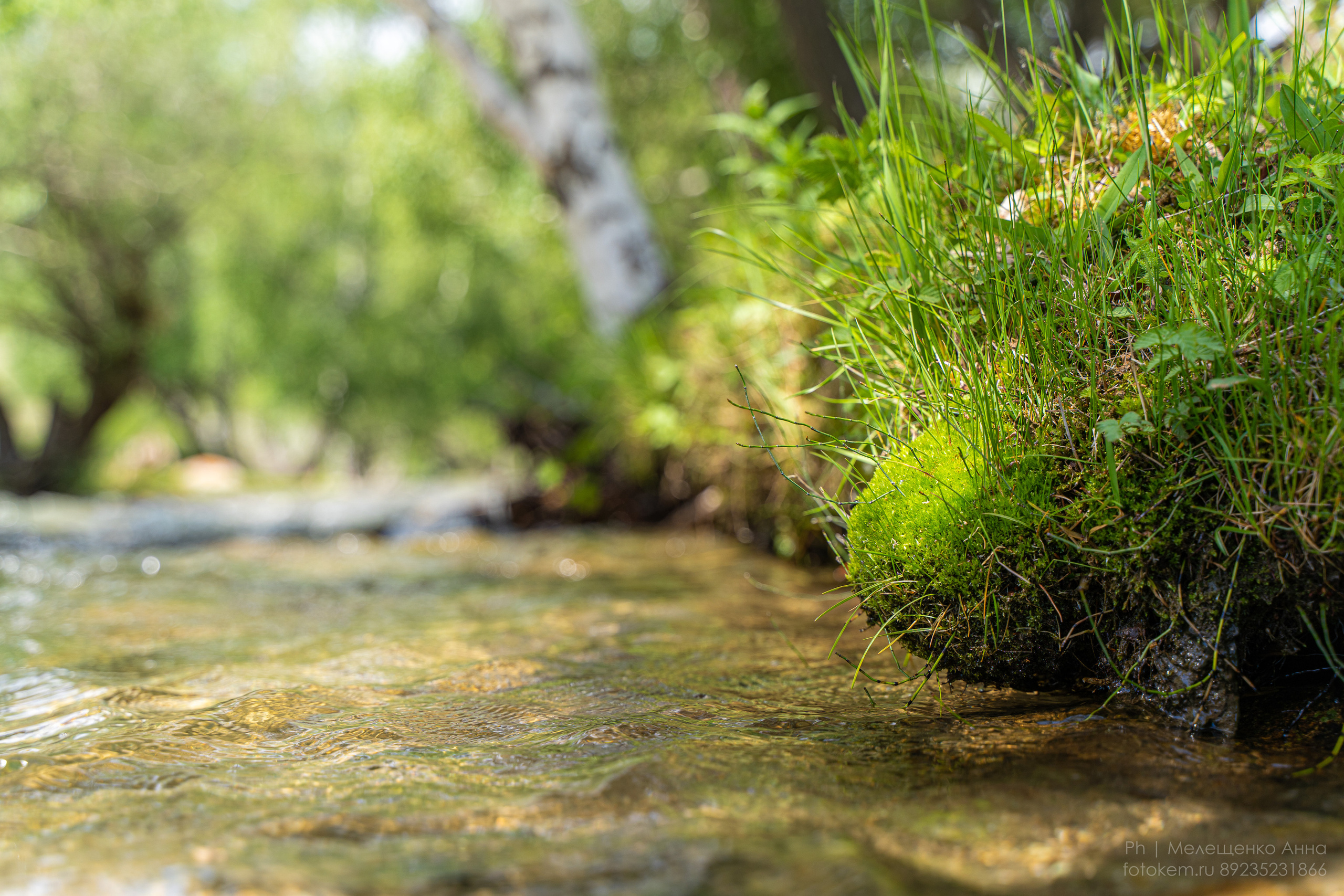Алтайское нежное. Школьный фотограф в Кемерово Мелещенко Анна