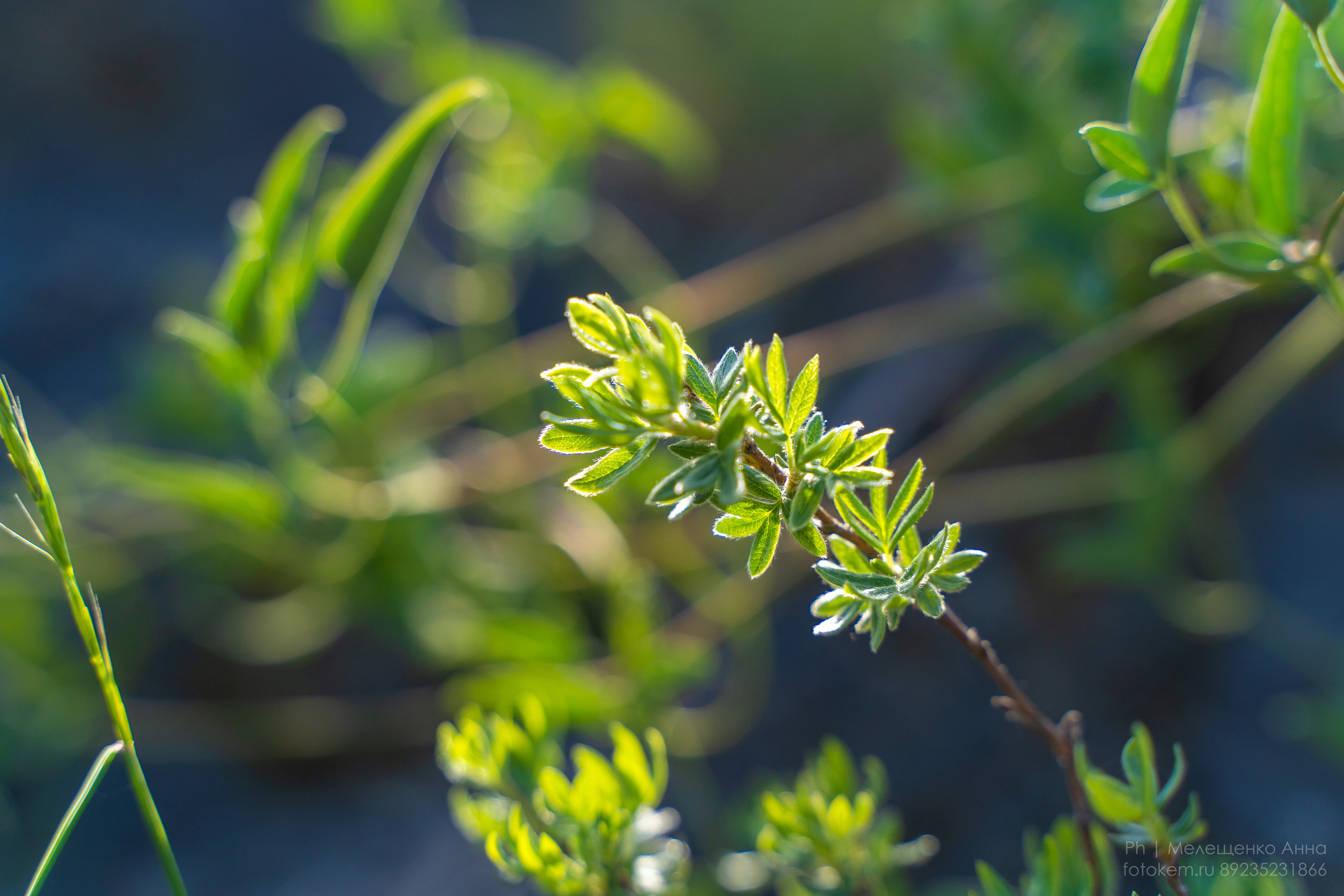 Алтайское нежное. Школьный фотограф в Кемерово Мелещенко Анна