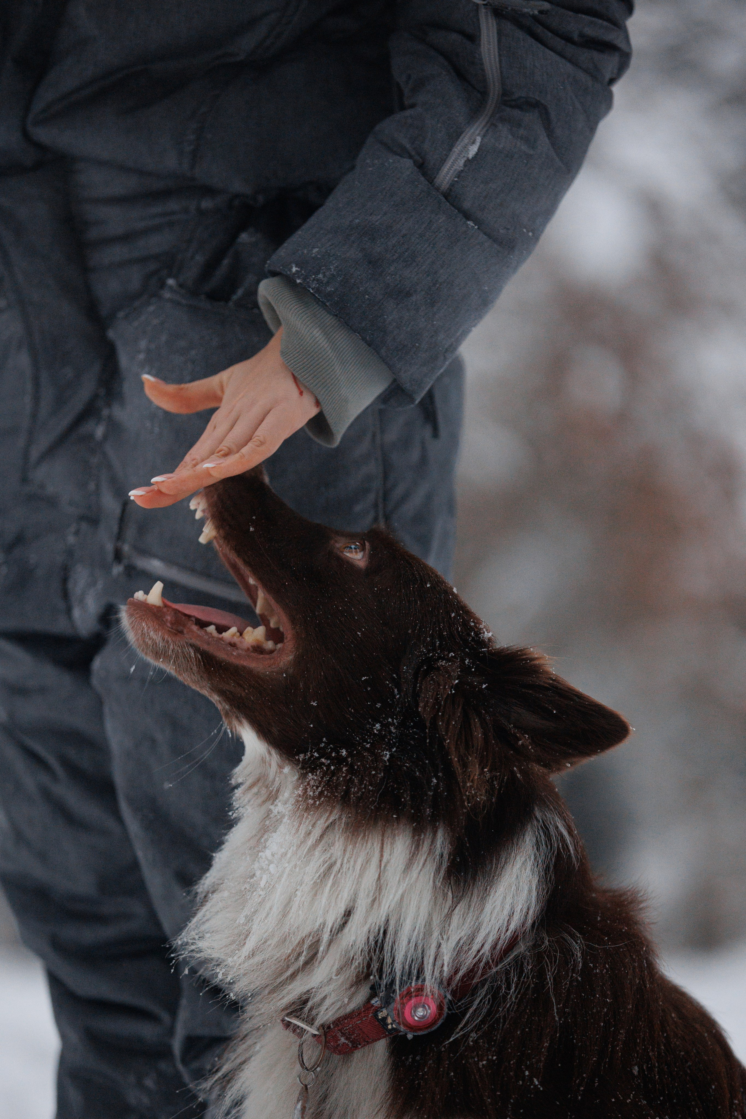 Даша и компания. Фотограф анималист Кристина Карпова, Москва