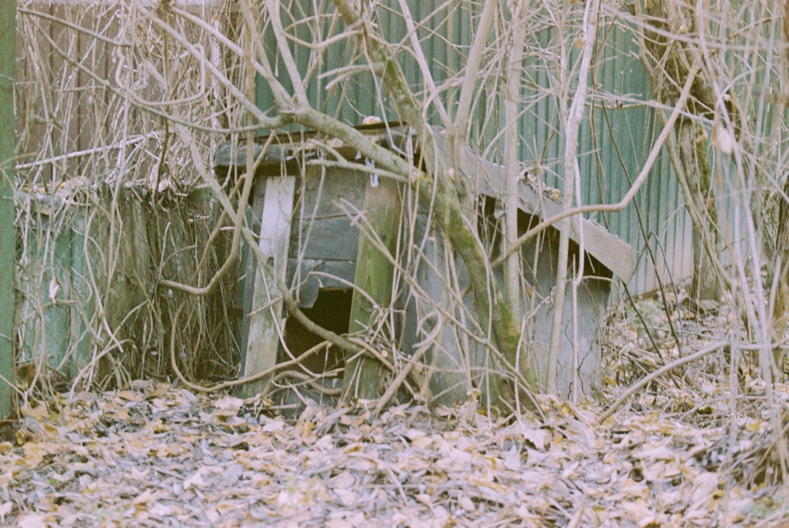 Осень на просроченную Kodak Color Plus 200 и Contax N1 с макро-объекти