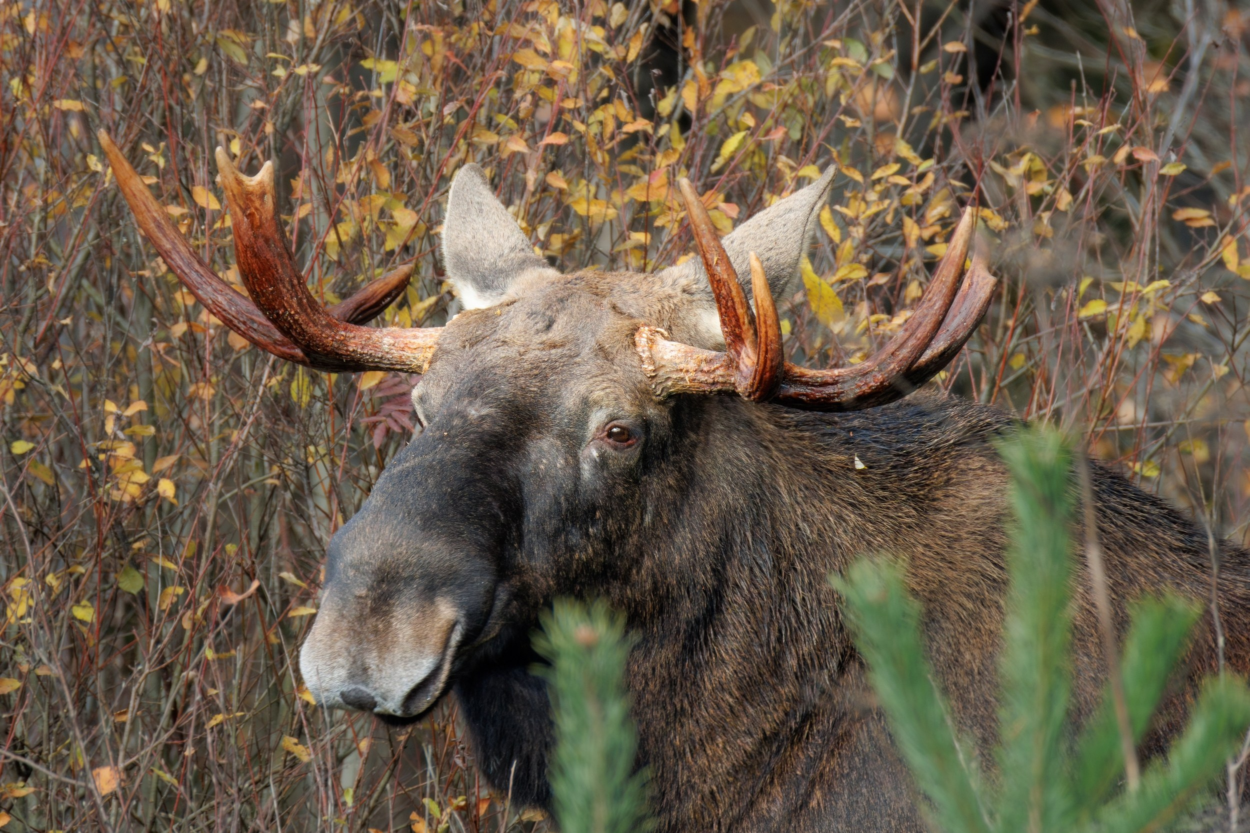 Лось с массивными ветвистыми рогами стоит на фоне леса.