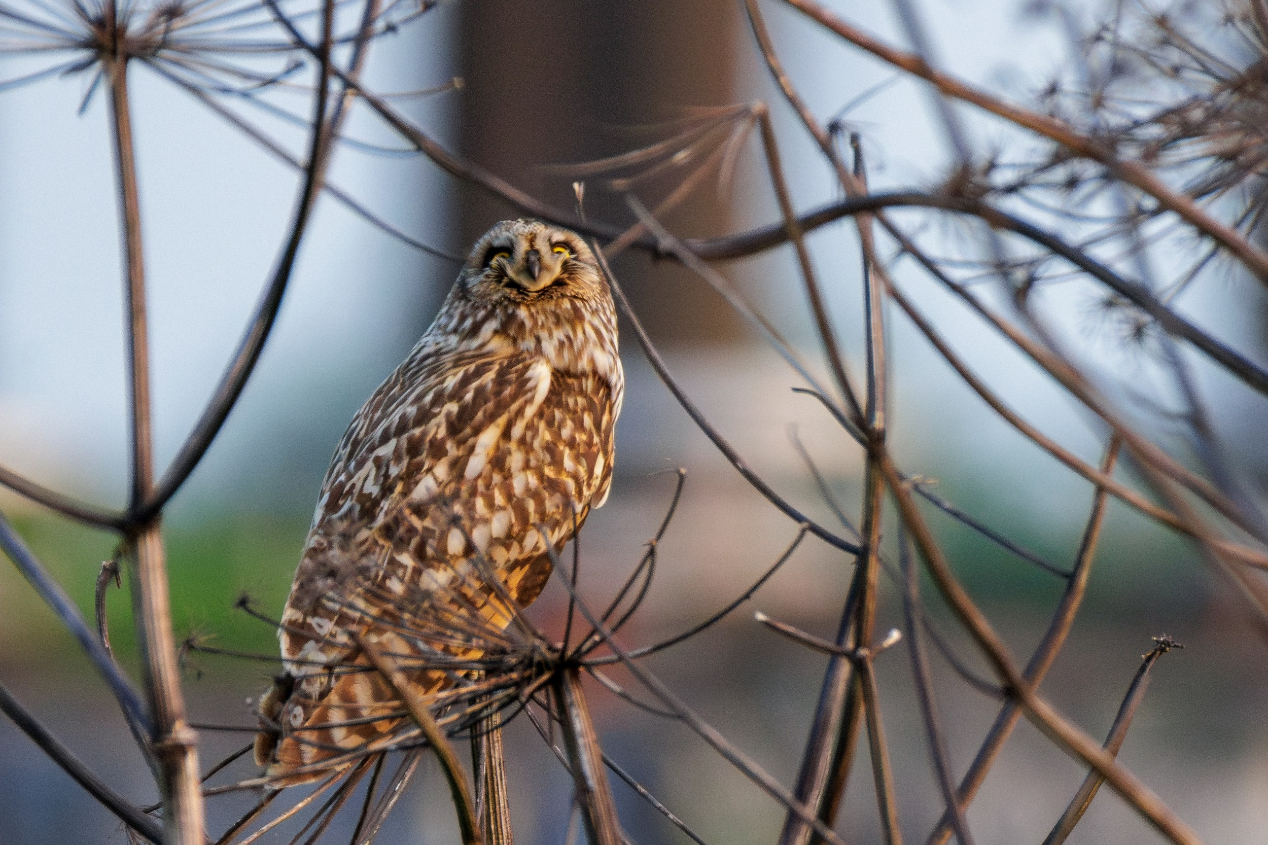 Болотная сова, застывшая в тишине на ветке дерева.
