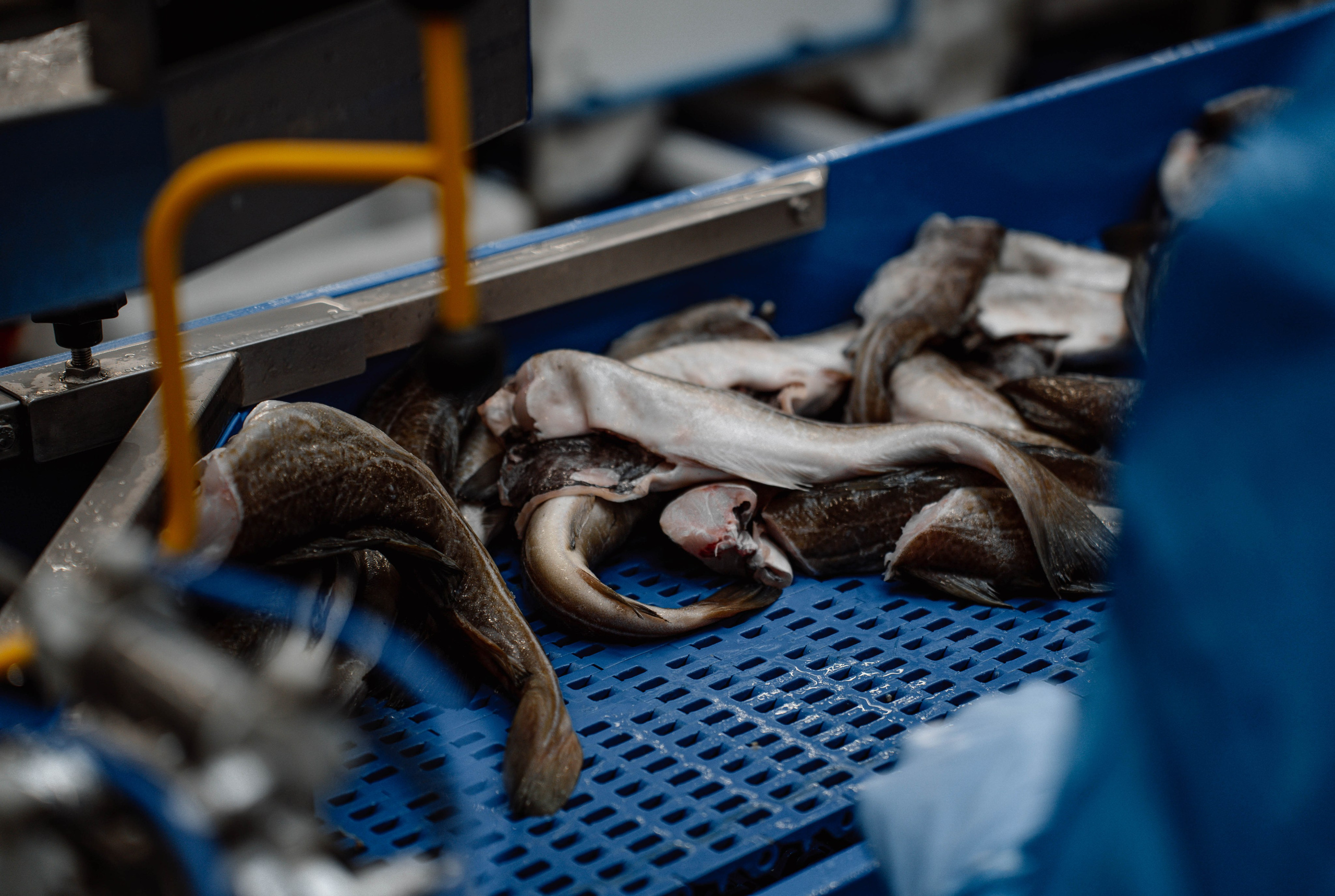 «Росмолодеж» экскурсия. Туманов Кирилл Фото, видео и аэросъемка в Мурманской области