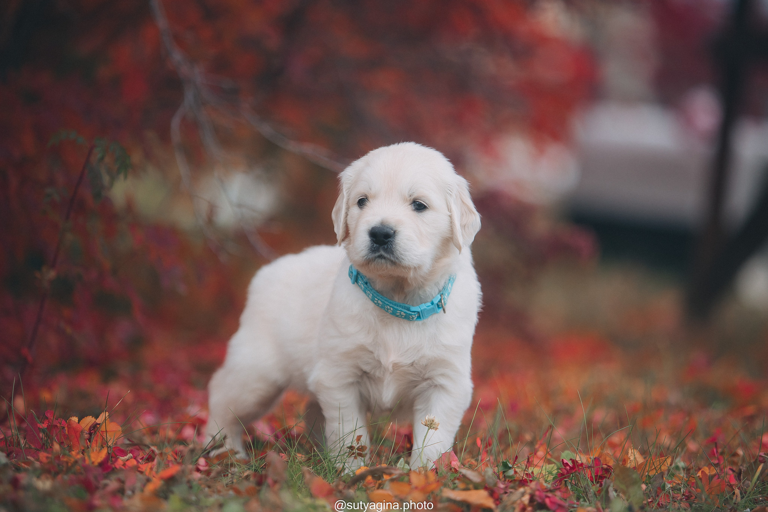 Голубой ошейник. Свадебный и женский фотограф