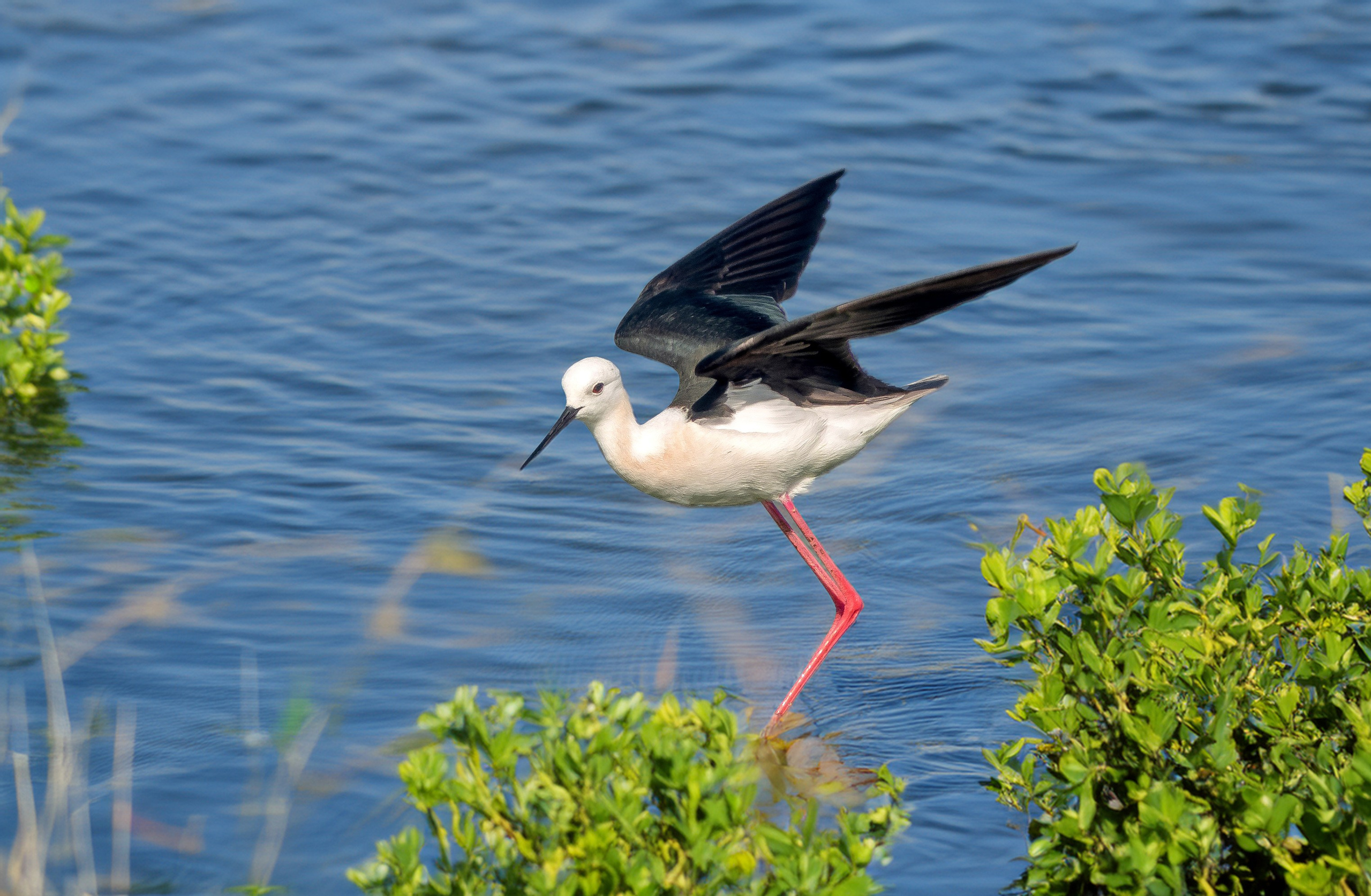 Ретушь и прочее. BWfoto — надежный помощник фотографу. Не отвлекайтесь на рутину — творите прямо сейчас