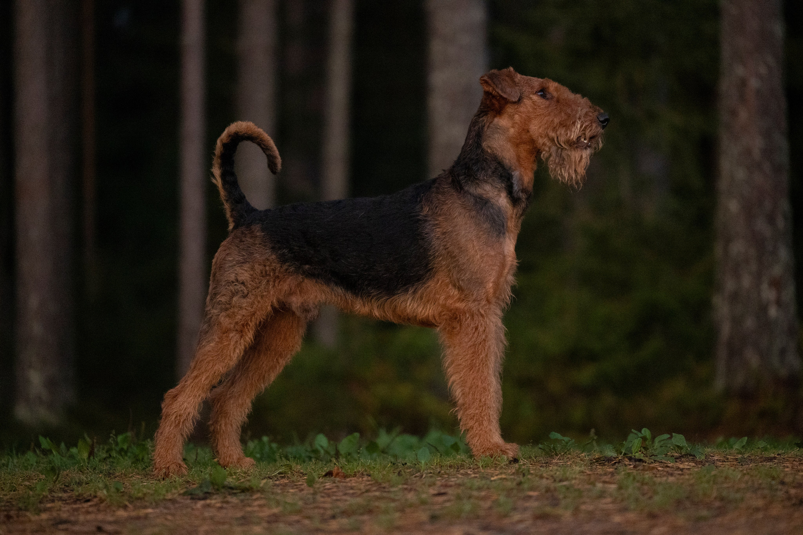 Харди. Фотограф-анималист Анна Маринич