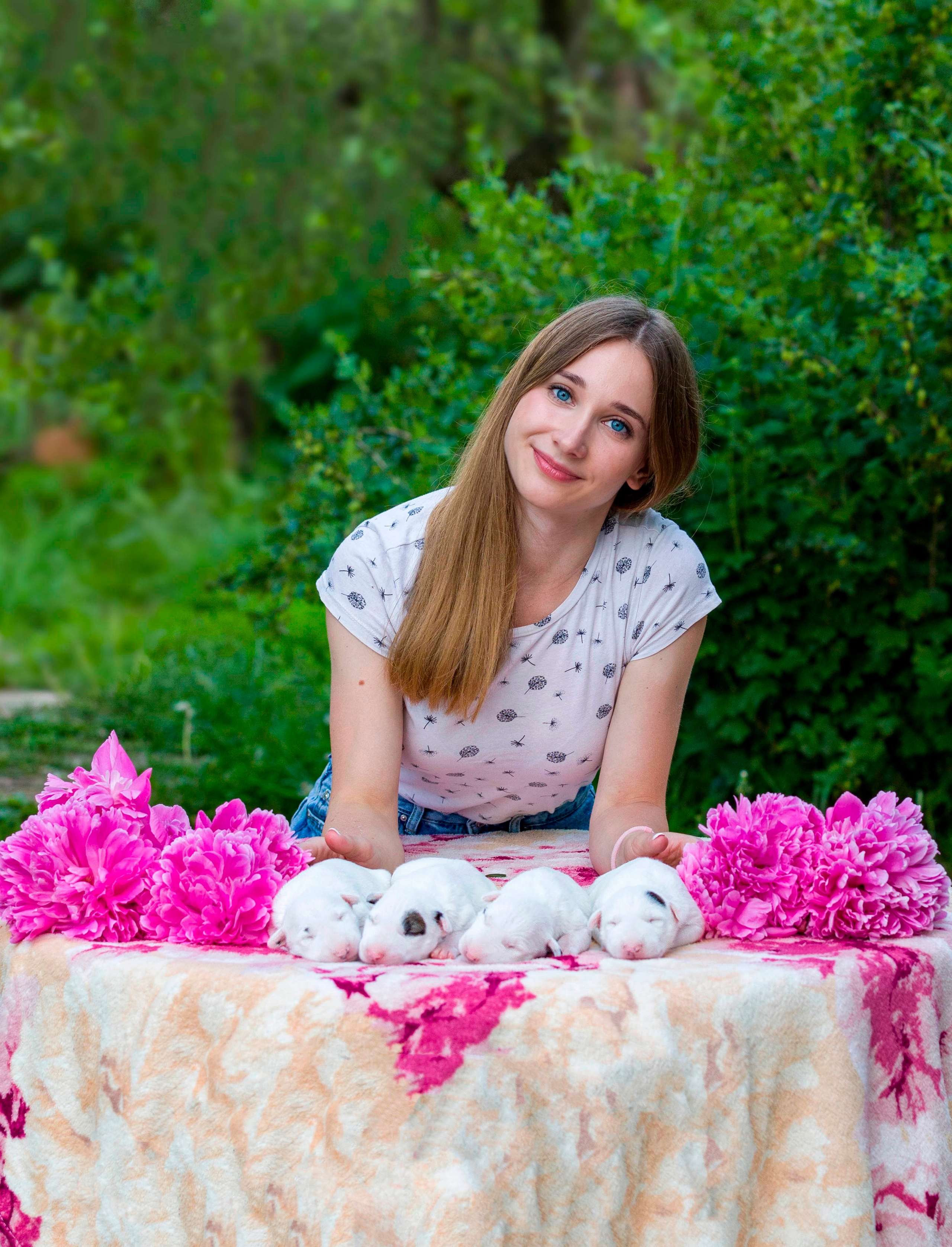 Стандартный бультерьер. Фотограф — анималист Татьяна Ли