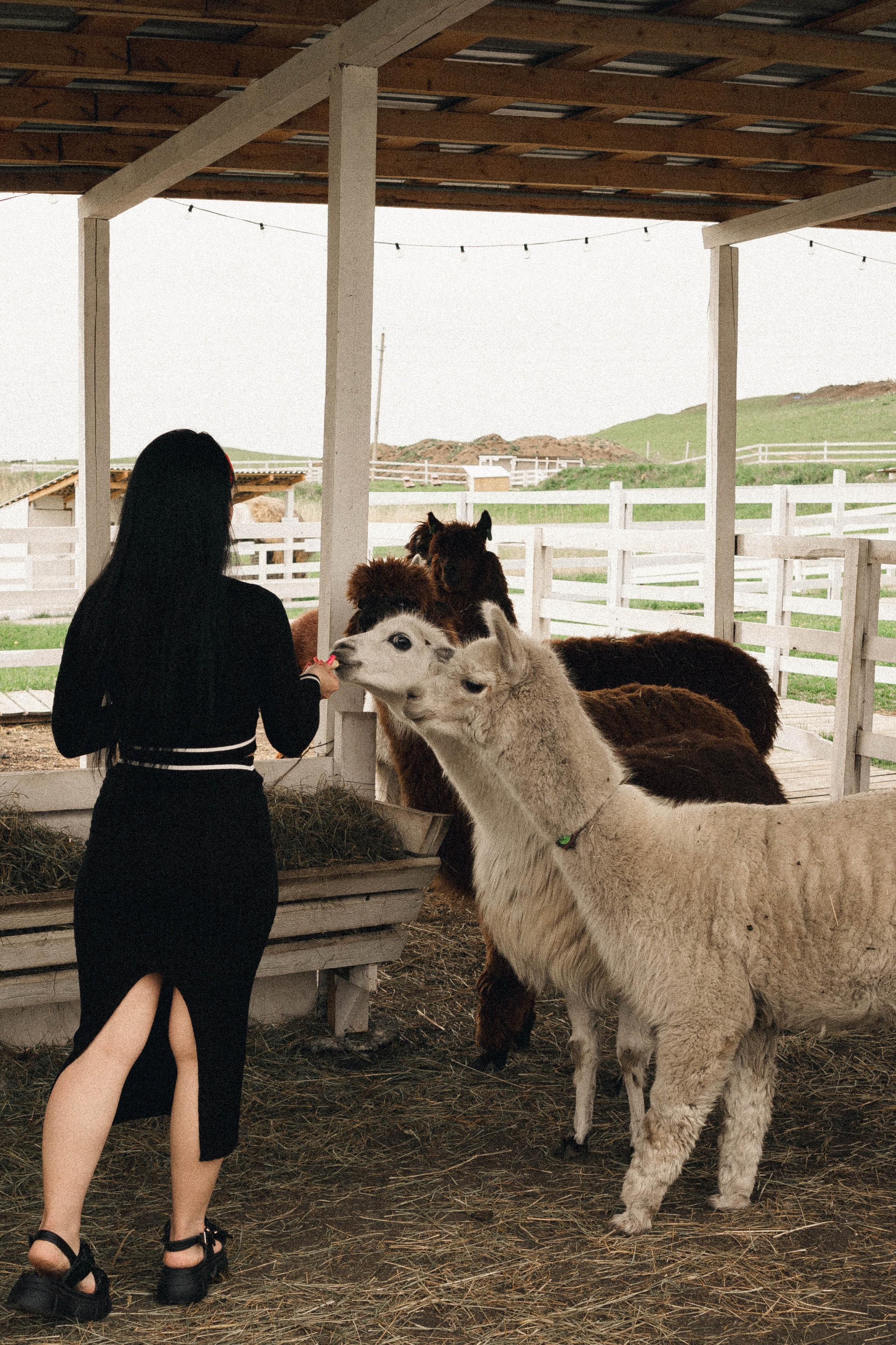 Ферма Альпак. Профессиональный фотограф, Санкт-Петербург — Виктория Богомолова