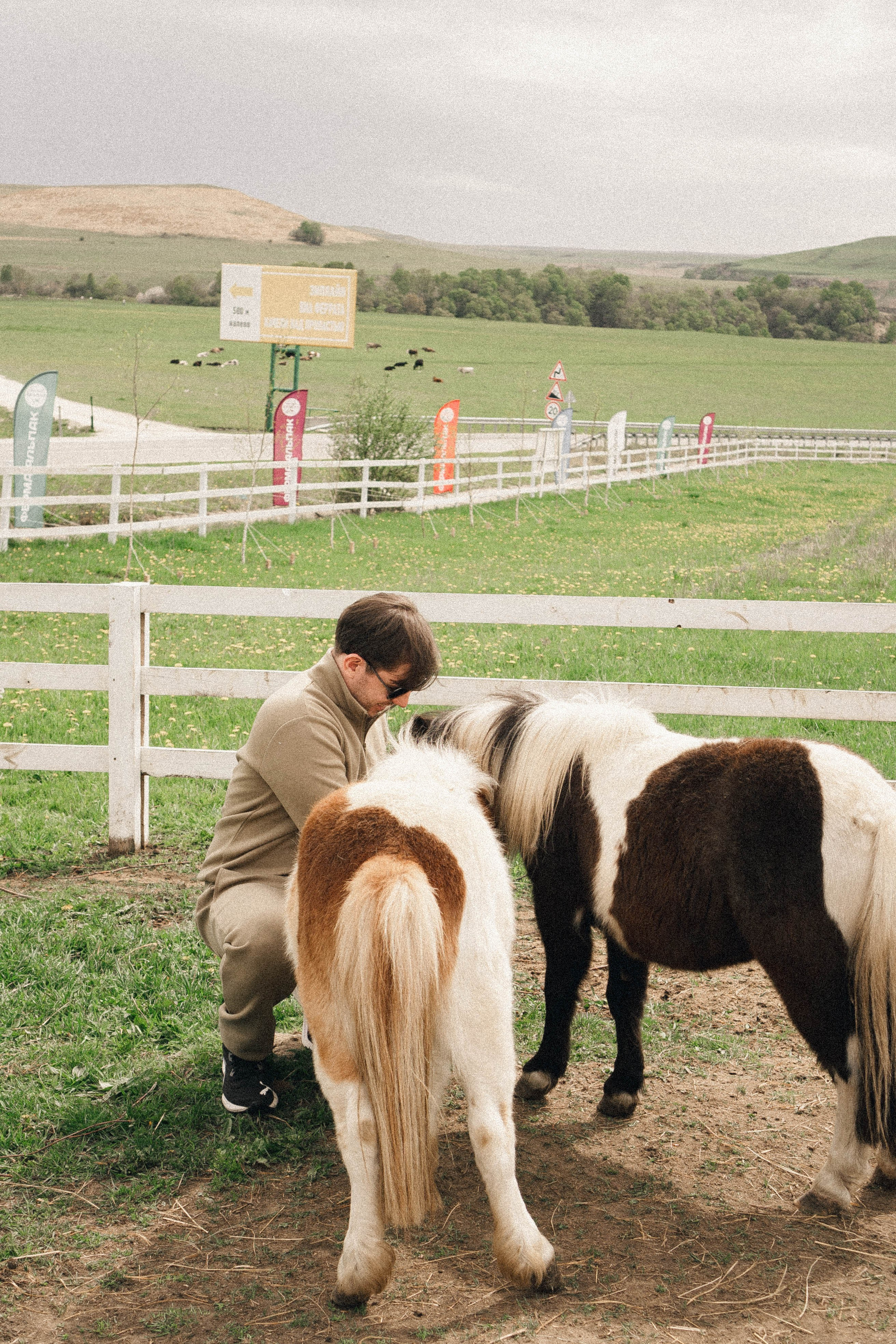 Ферма Альпак. Профессиональный фотограф, Санкт-Петербург — Виктория Богомолова