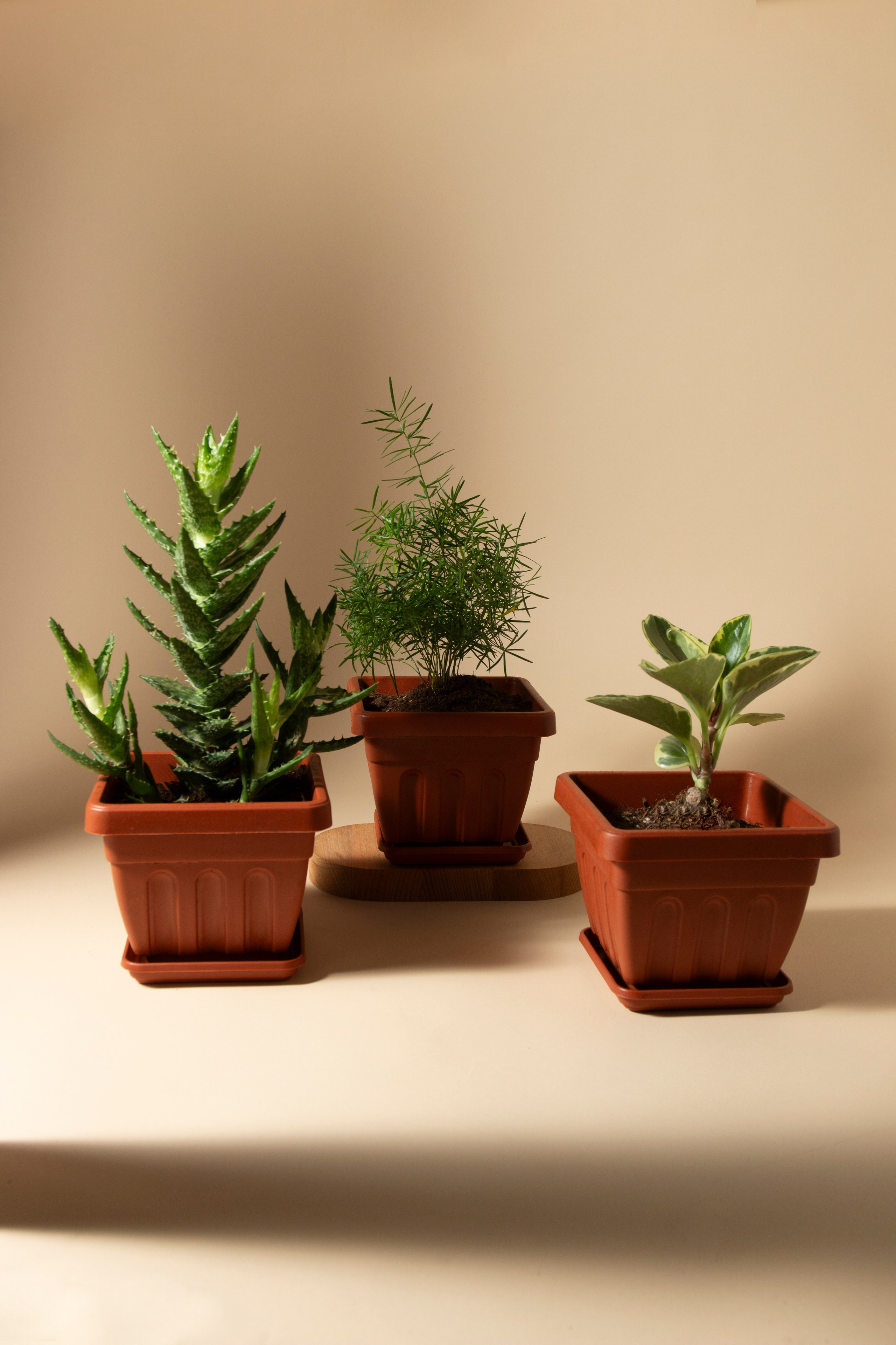 Цветочные горшки. Фотограф Злата Спицына