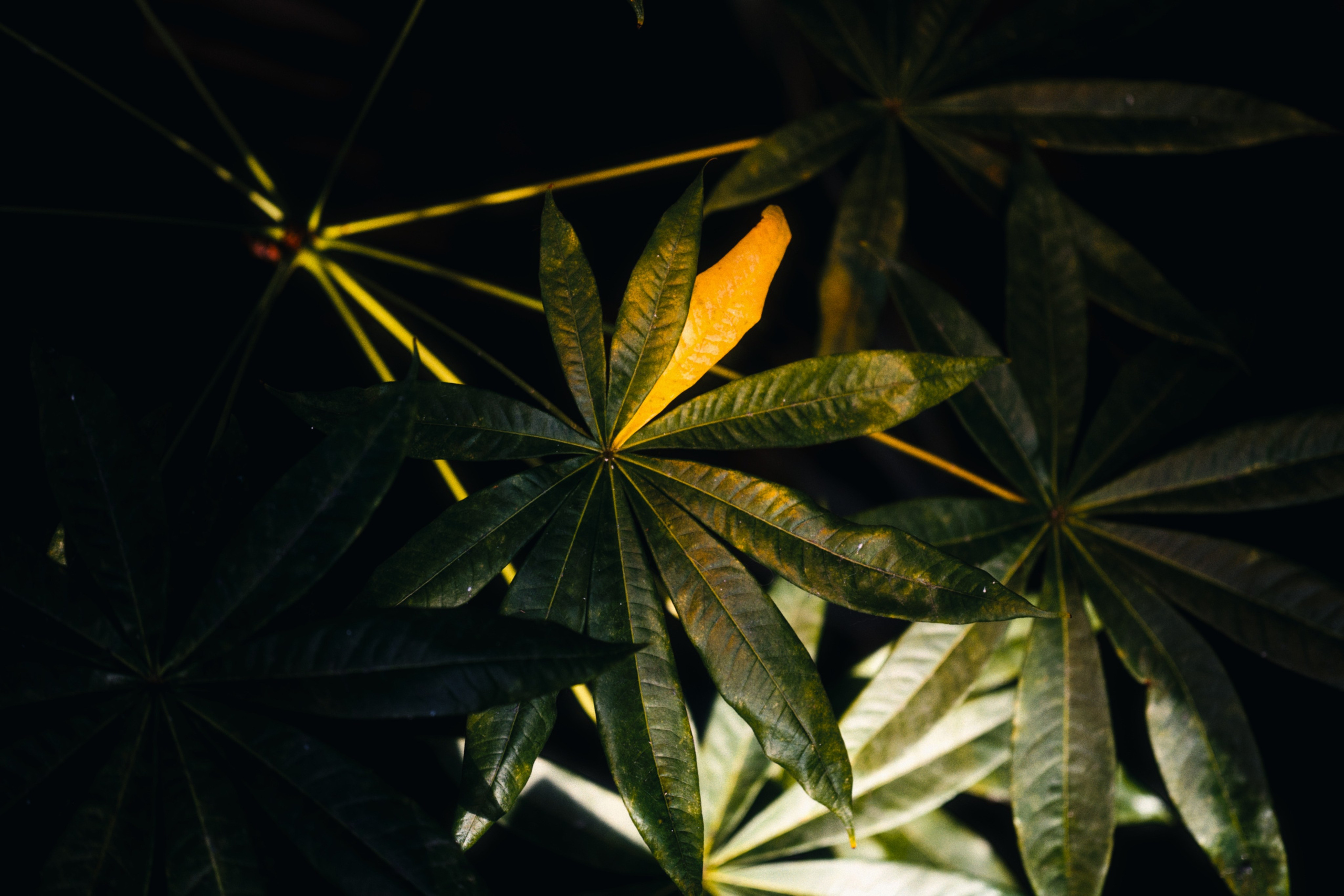 Аптекарский огород. Фотограф-любитель из Кирова Андрей Погребняк