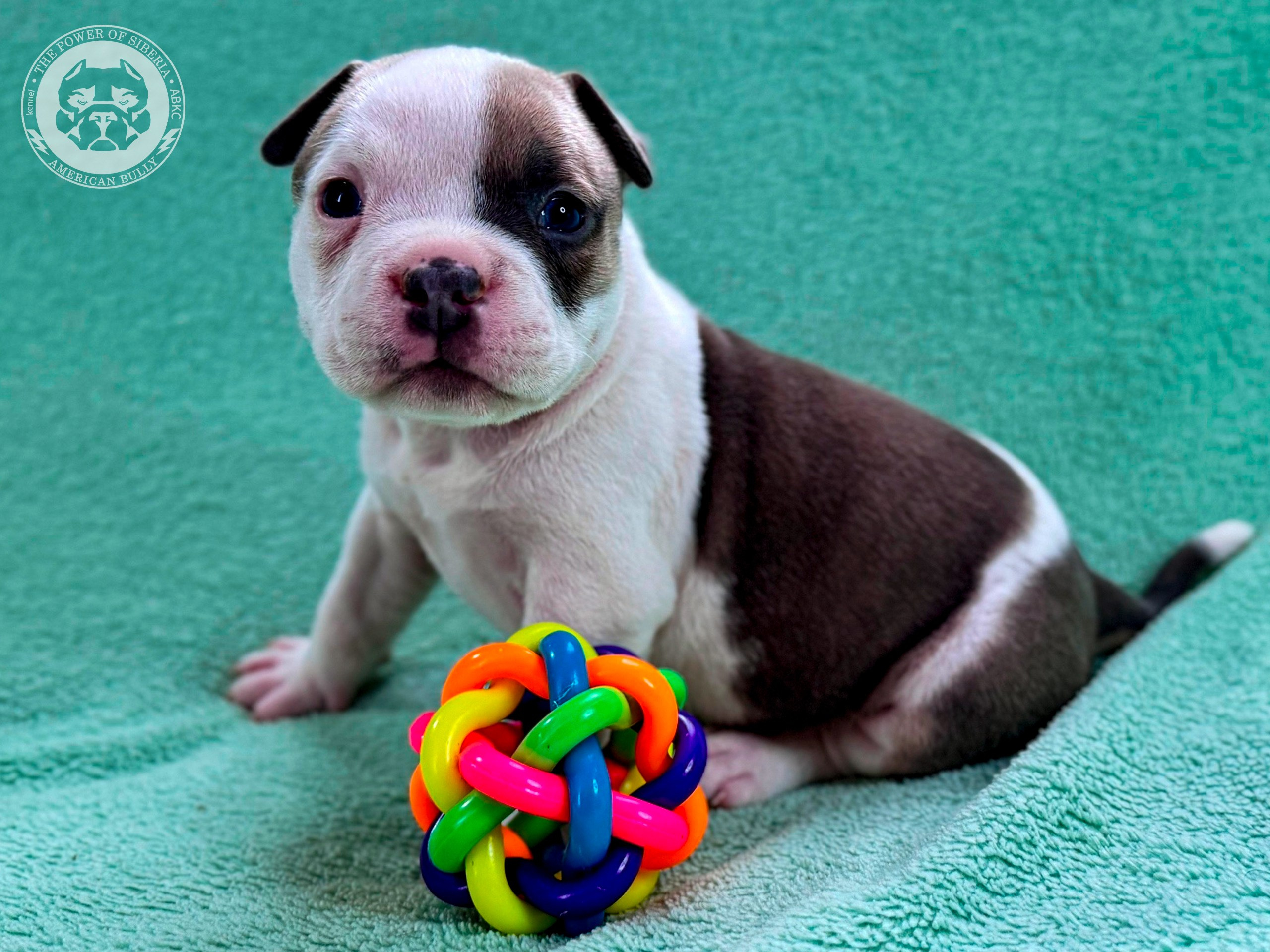 Свободные щенки Американский Булли стандарт и Свободные щенки Американский Булли классик. Американский Булли в г. Ростов-на-Дону. Питомник THE POWER OF SIBERIA